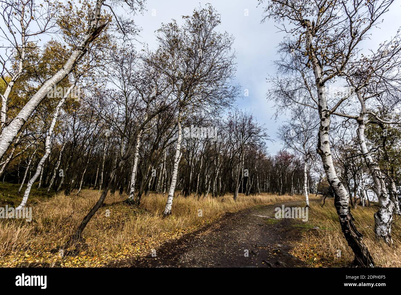 Autunno mattina nebbia nella foresta decidua. Il sole basso splende attraverso gli alberi e la nebbia e dipinge nelle foglie e l'erba alta. Paesaggio di montagna Foto Stock