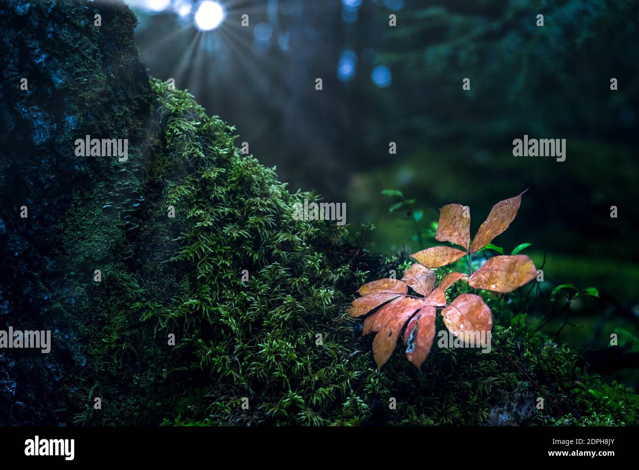 Foglie rosse di autunno su muschio verde alla base di un albero Foto Stock