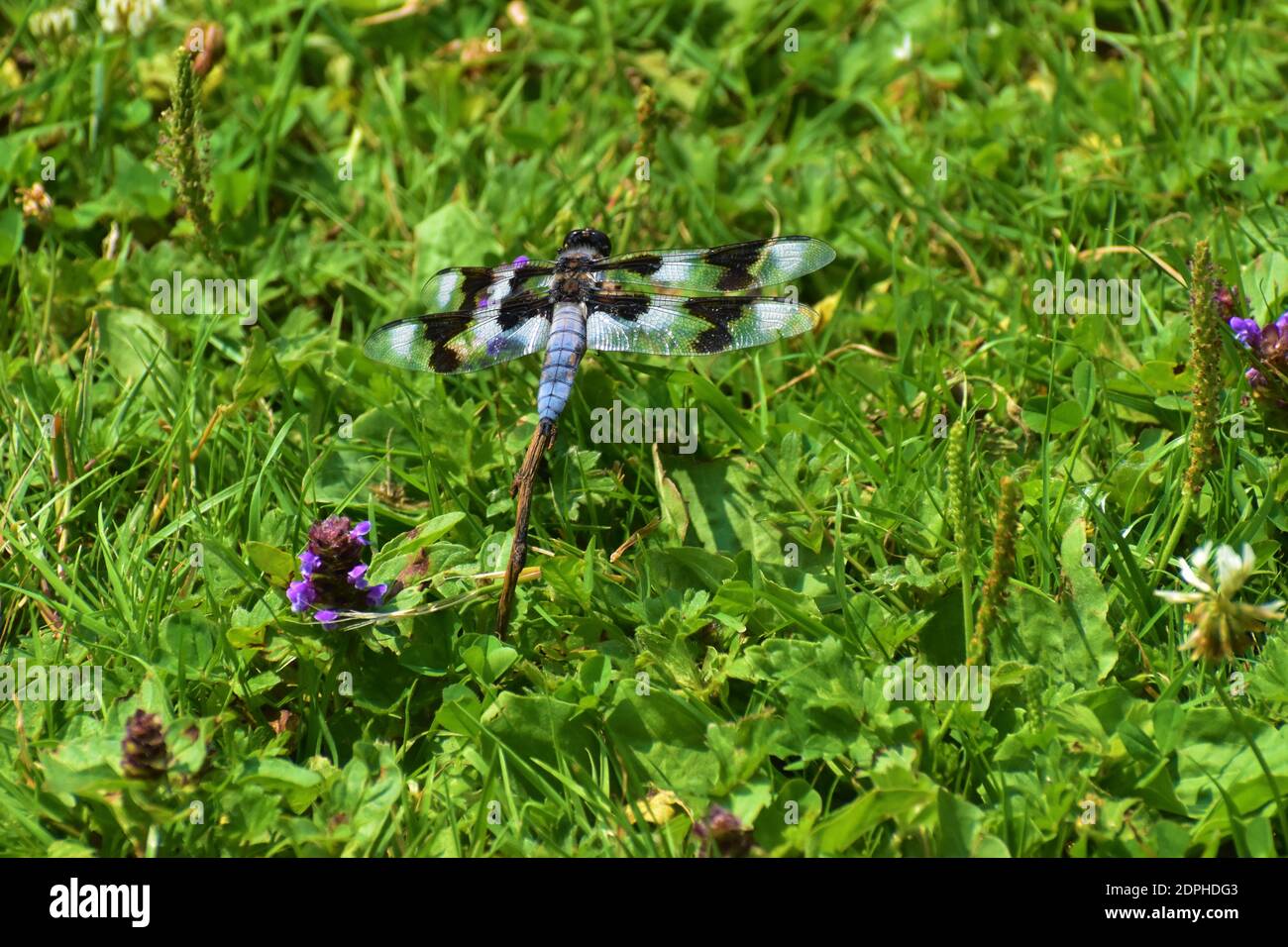 Dragonfly Skimmer a otto punti (libellula forensis), che riposa nell'erba - Greenlake, Seattle, WA Foto Stock