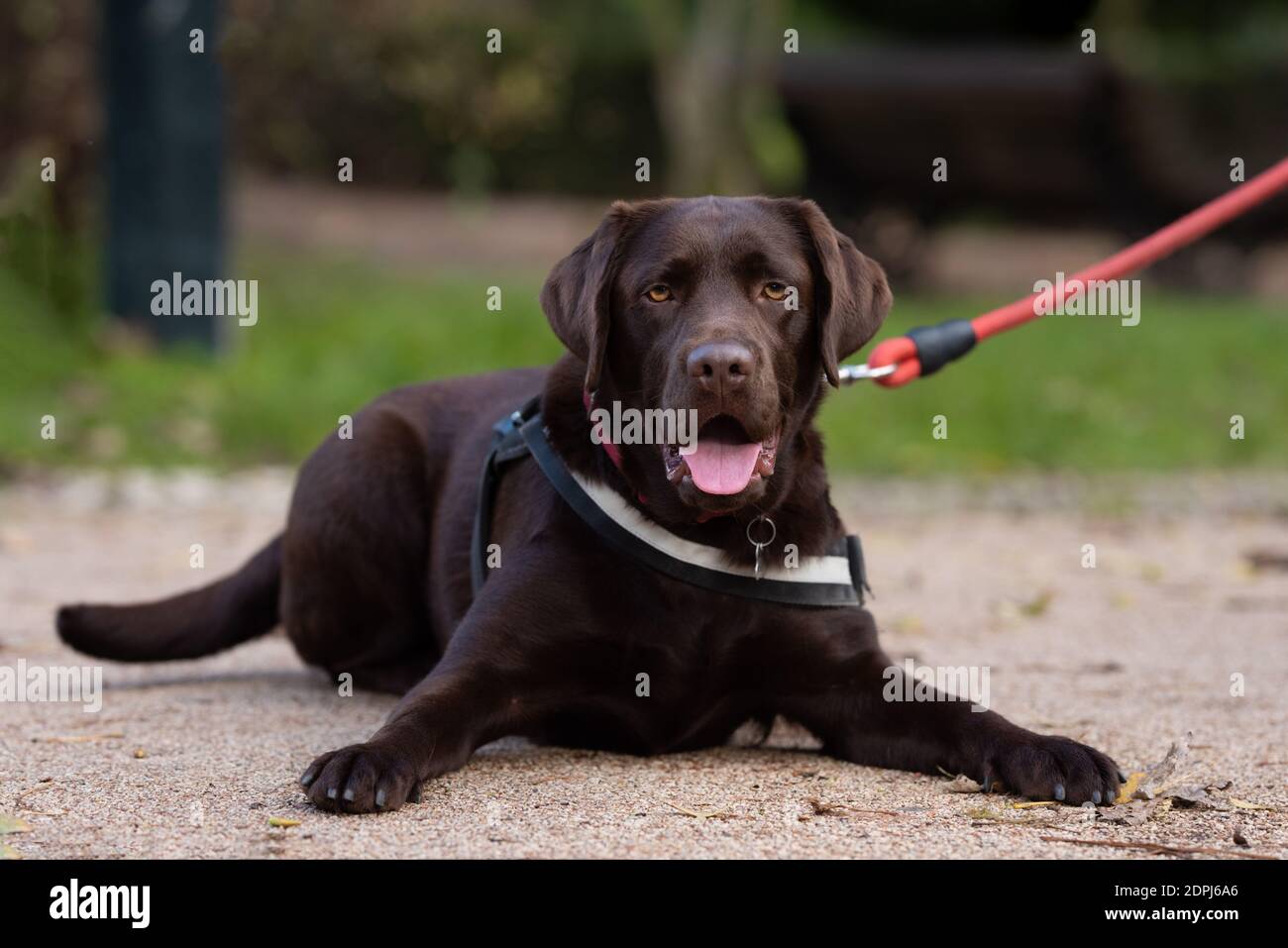 Ritratto di divertente marrone o cioccolato labrador Retriever Foto Stock