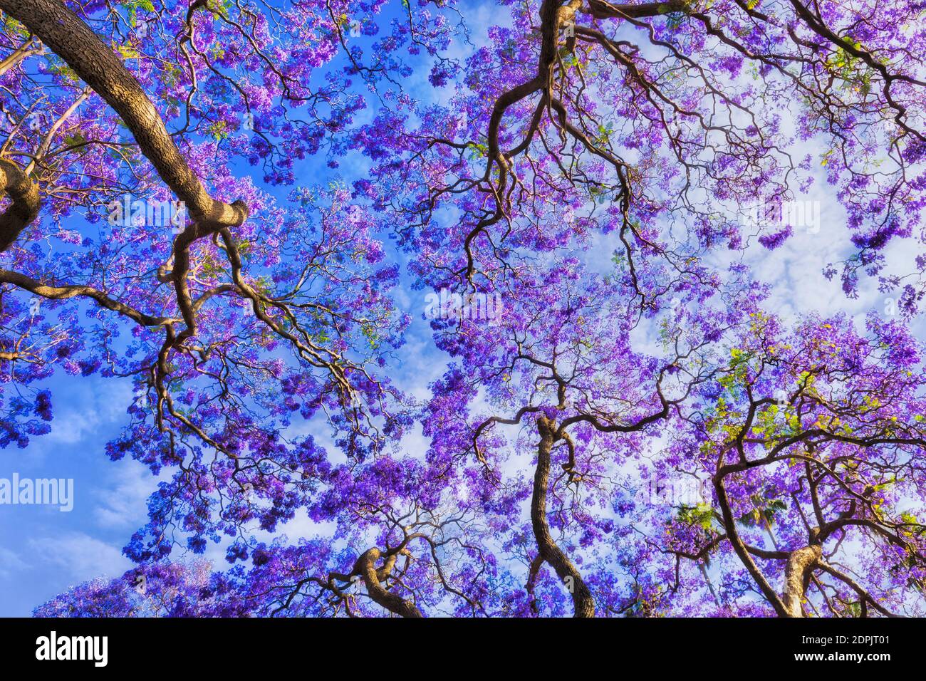 Alberi Jacaranda in fiore viola in Australia Sydney contro il sole illuminato cielo blu in tempo di sprint stagione fioritura. Foto Stock