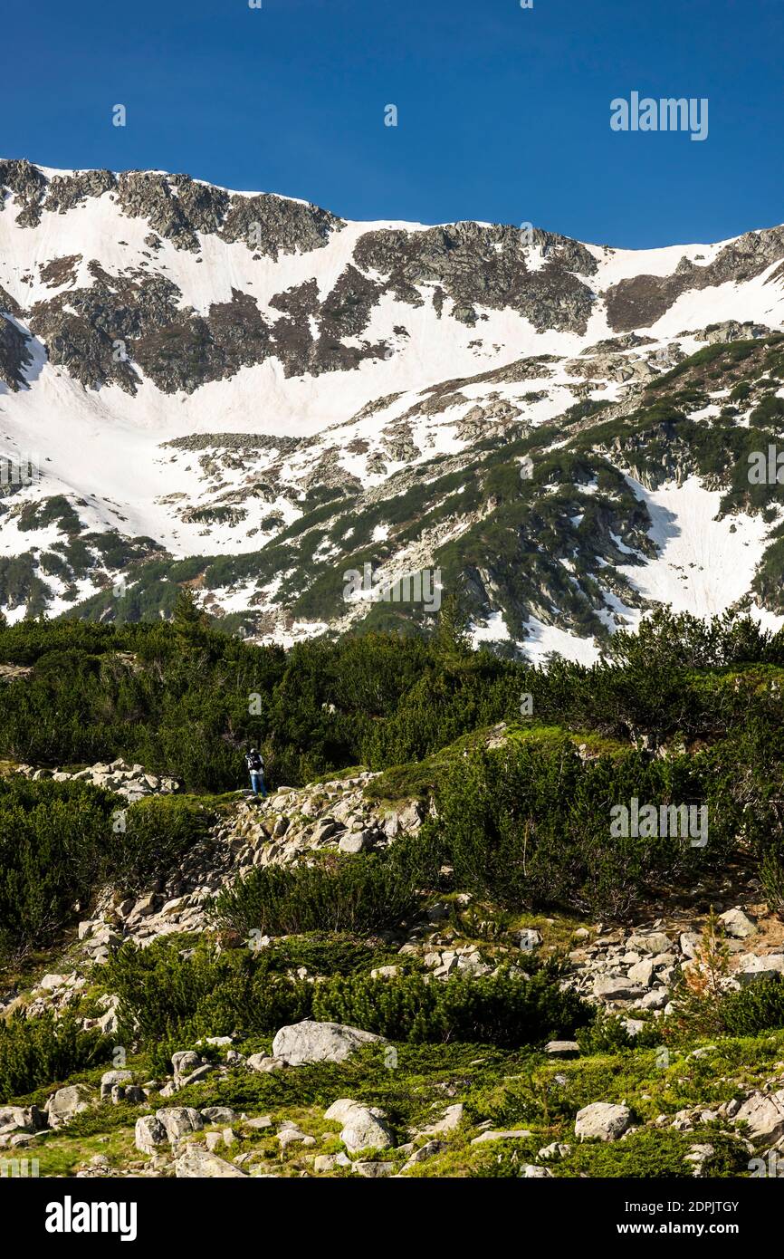 Parco Nazionale del Pirin, montagne Vihren con pino nano, vicino a Vihren Chalet, sobborgo di Bansko, provincia di Blagoevgrad, Bulgaria, Europa sudorientale, Europa Foto Stock