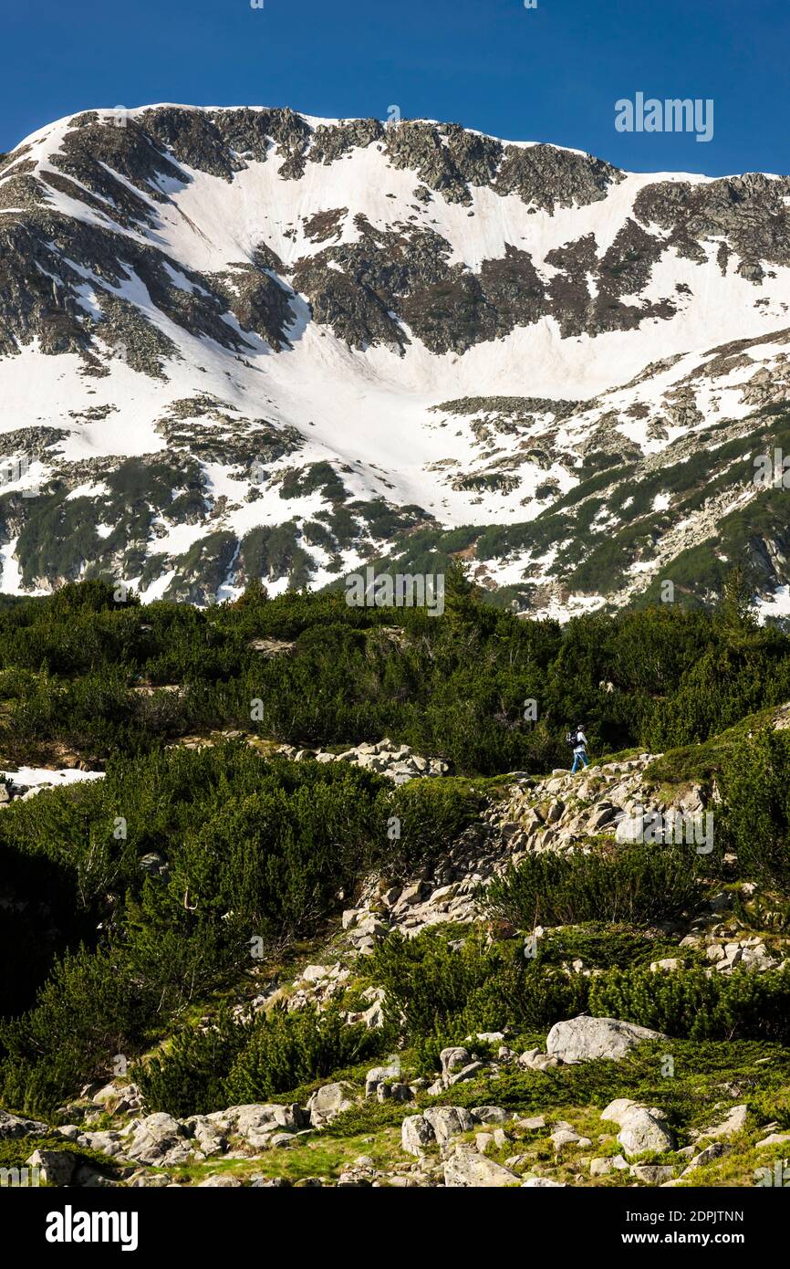 Parco Nazionale del Pirin, montagne Vihren con pino nano, vicino a Vihren Chalet, sobborgo di Bansko, provincia di Blagoevgrad, Bulgaria, Europa sudorientale, Europa Foto Stock