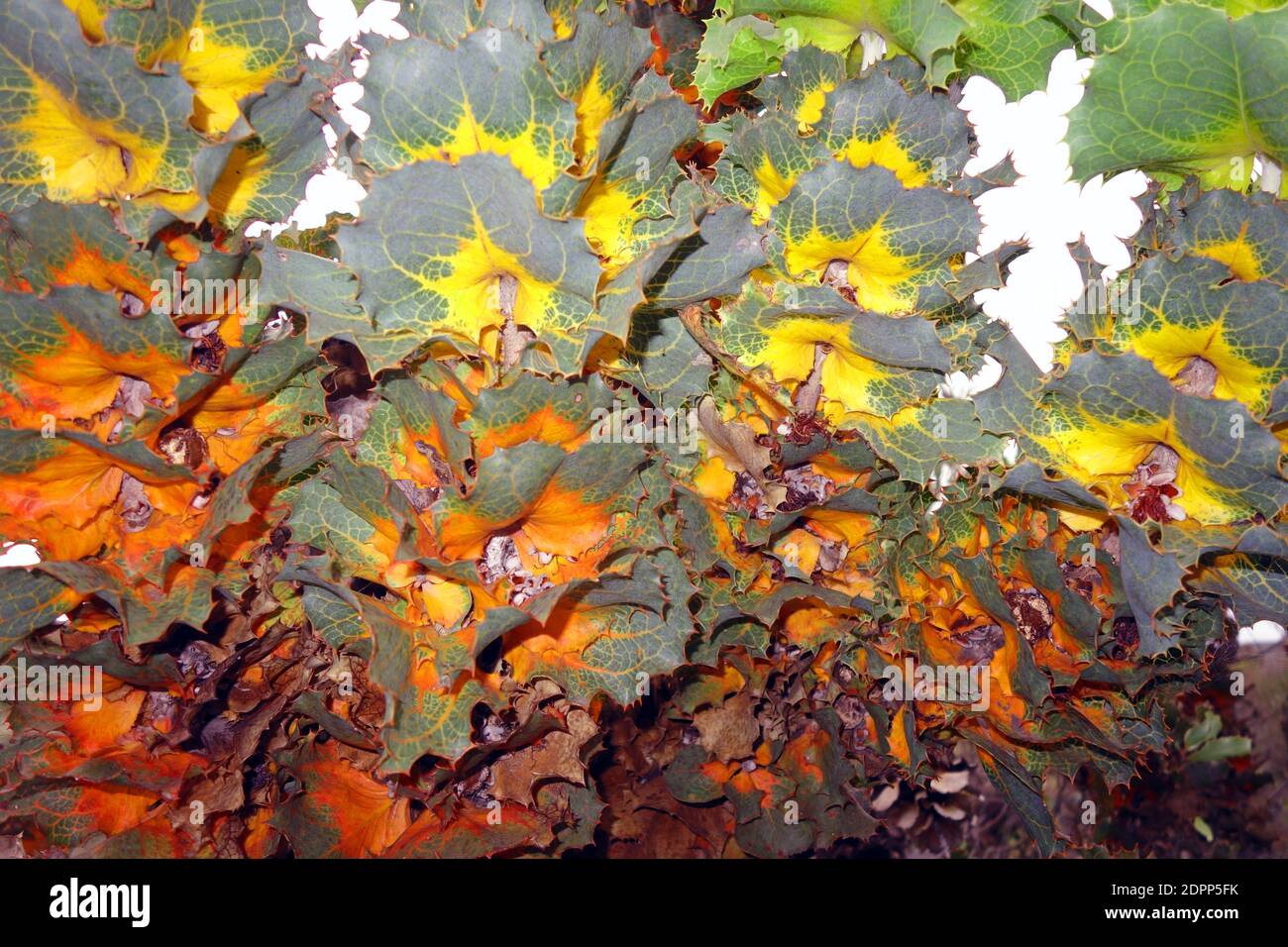 Colori selvaggi di Royal Hakea (Hakea victoria), Parco Nazionale del Fiume Fitzgerald, Australia Occidentale Foto Stock
