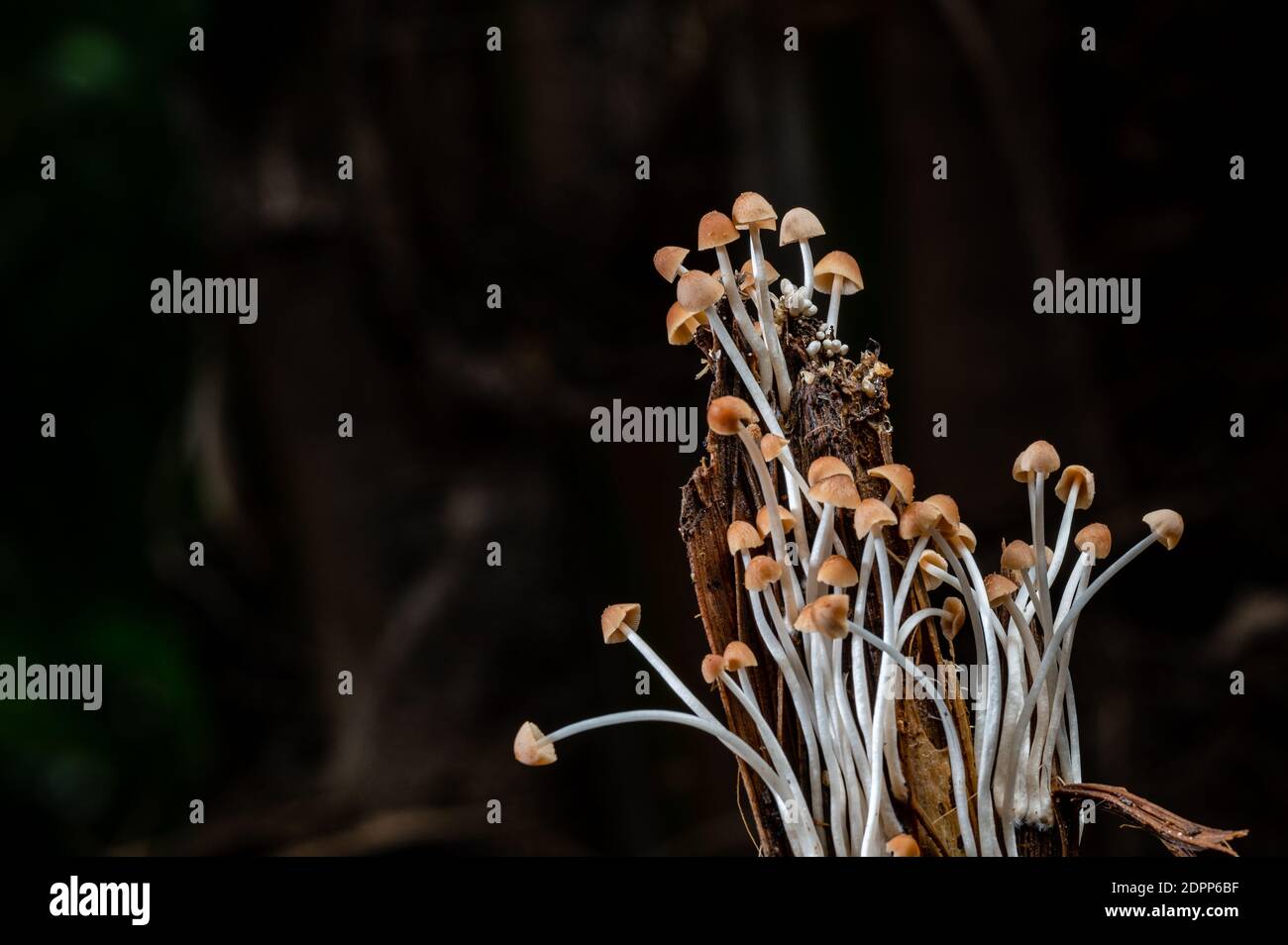 Funghi, vita dopo la pioggia. La bellezza della natura, anche se di breve durata Foto Stock