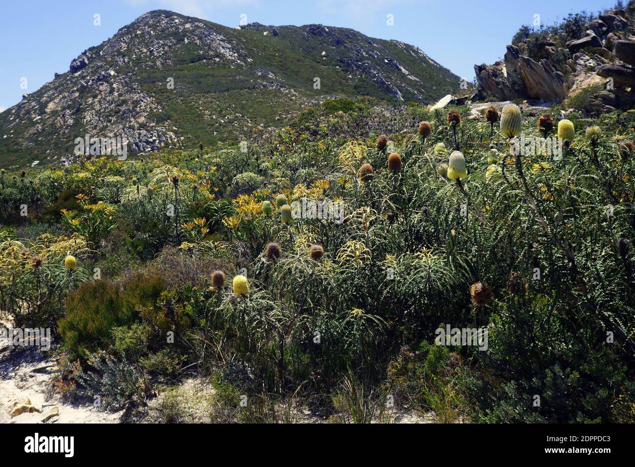 Banksias e altre piante bizzarre fiorite sulle pendici del Monte Barren Est, Fitzgerald River National Park, Australia Occidentale Foto Stock