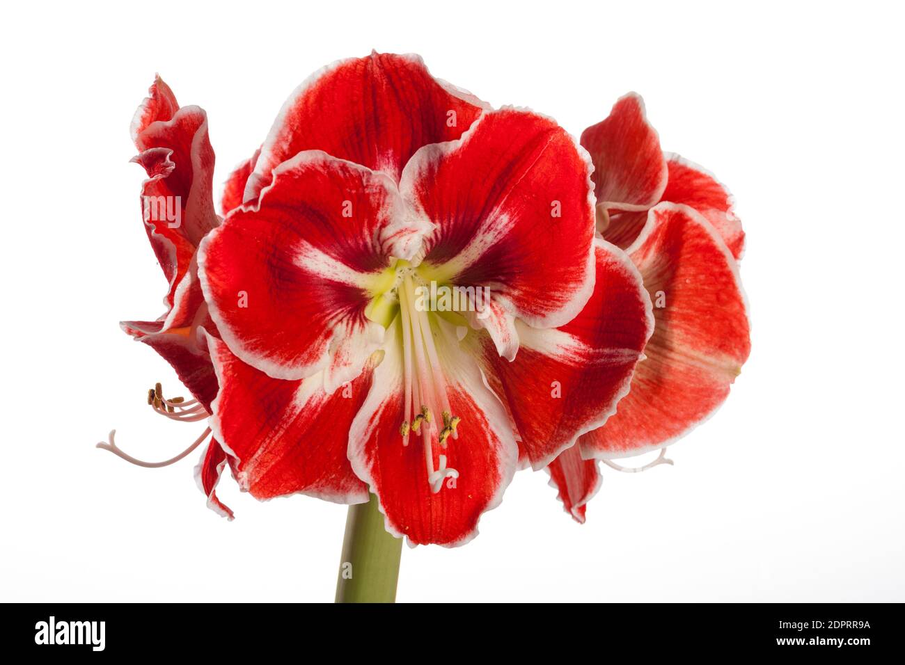 'Samba' Hippeastrum, Amaryllis (Hippeastrum x hortorum) Foto Stock