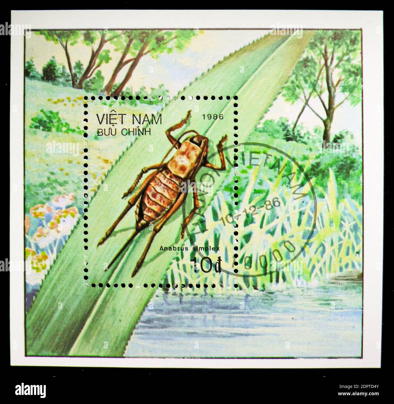 MOSCA, RUSSIA - 10 NOVEMBRE 2018: Un francobollo stampato in mostra Mormon Cricket (Anabrus simplex), serie di insetti, circa 1987 Foto Stock