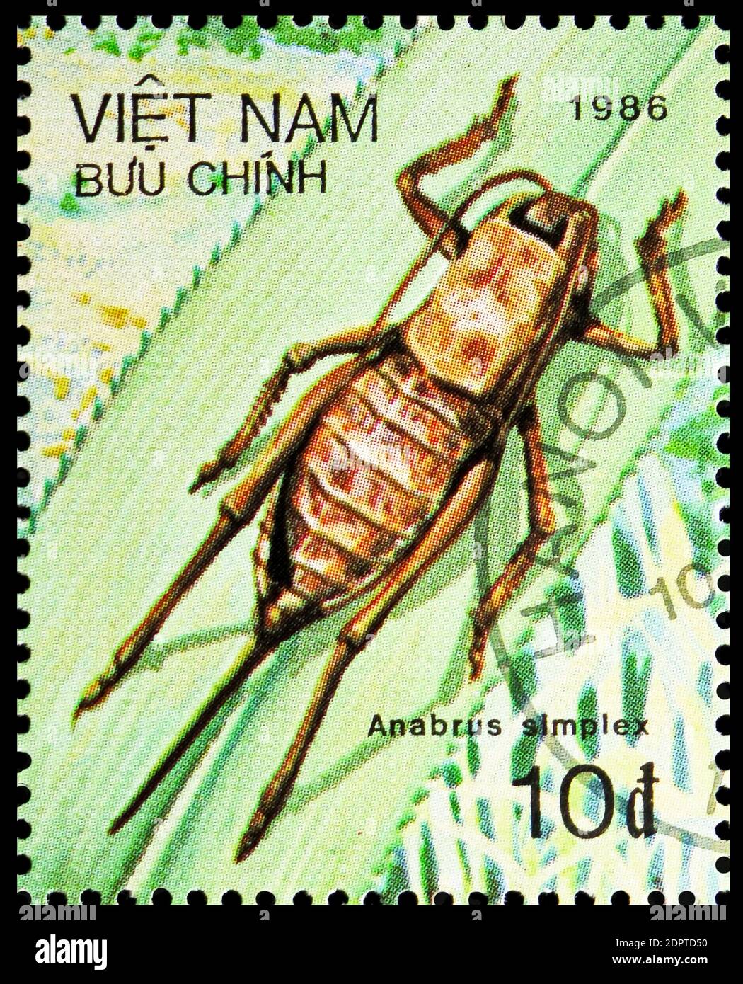 MOSCA, RUSSIA - 10 NOVEMBRE 2018: Un francobollo stampato in mostra Mormon Cricket (Anabrus simplex), serie di insetti, circa 1987 Foto Stock