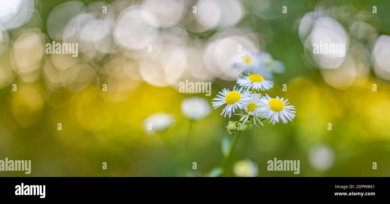 Primo piano di fiori margherita su sfondo naturale. Concetto di natura stagionale. Bel prato estivo primaverile. Ispirazione natura primo piano. Foto Stock