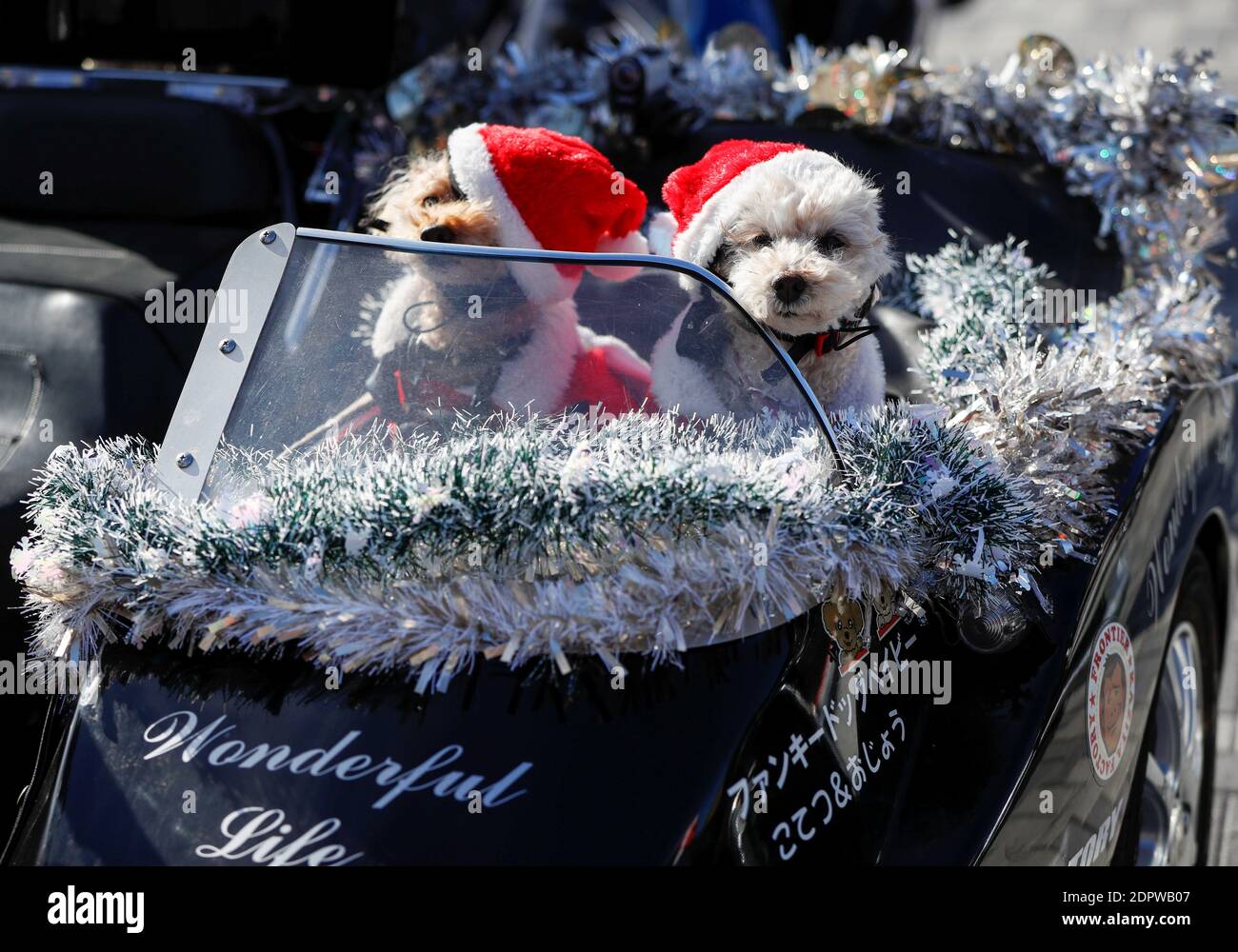 I cani da compagnia vestiti con i costumi di Babbo Natale sono visti su un  sidecar di una moto di Harley Davidson prima della sfilata di Xmas Toy Run  per ravvivare lo