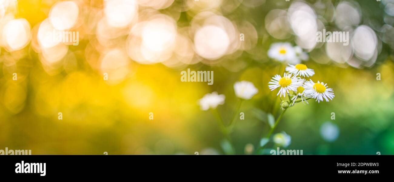 Fiori mozzafiato sfondo astratto. Daisy fiori con colorato campo di macchia foresta prato natura, sole felice foto. Natura floreale primavera estate vista Foto Stock