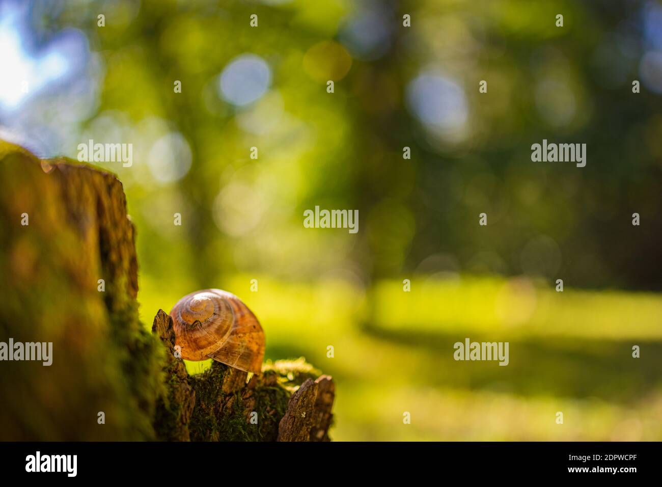 Piccola lumaca nella foresta nella shell, macro foto con vista della natura del campo di foresta sfocata. Natura artistica, luce solare, ambiente naturale rilassante Foto Stock