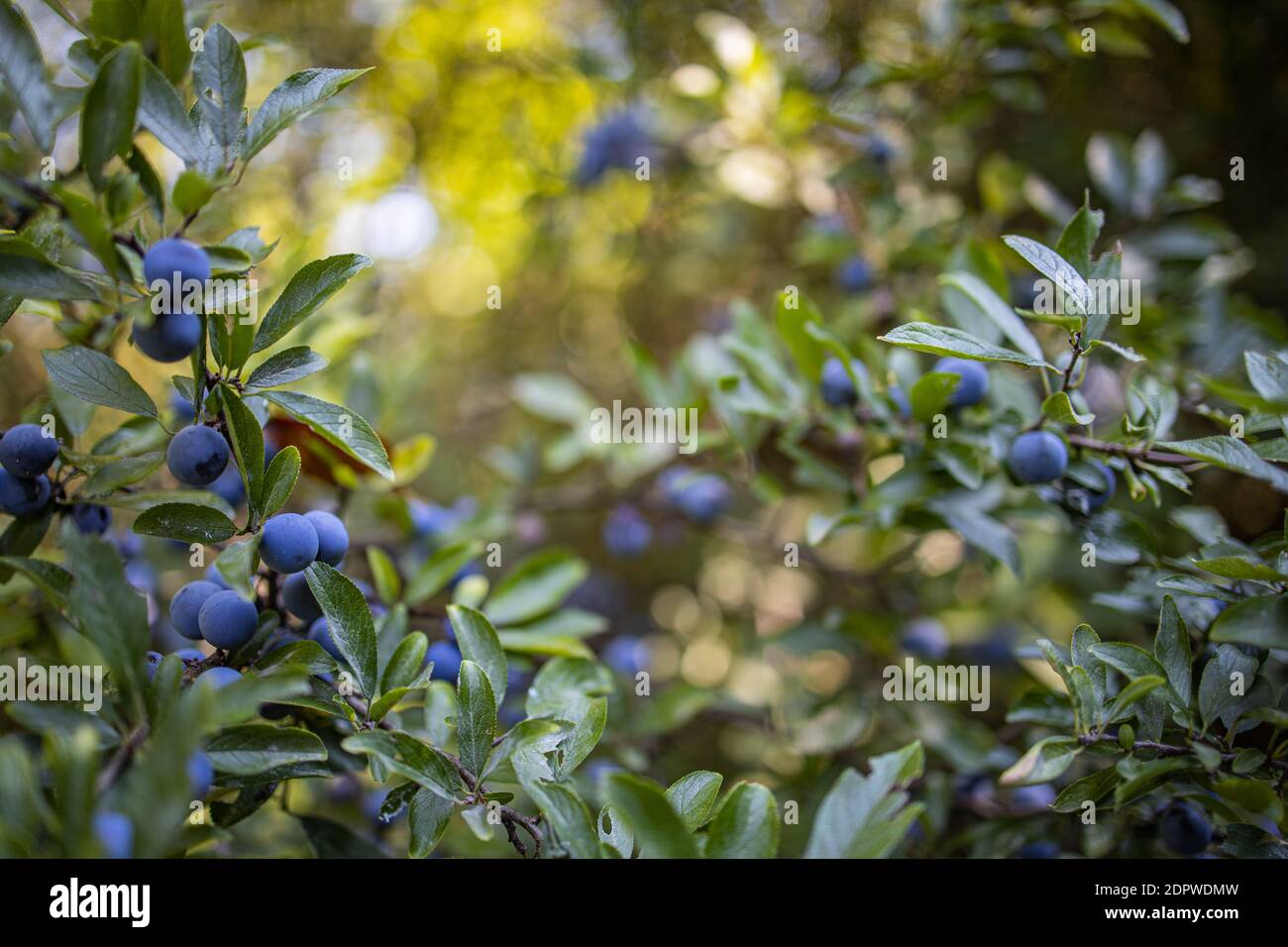 Primo piano vista dell'albero sempreverde con bacche sfocate sui rami, vista soleggiata sulla natura. Maturare bacche di spina nera su un ramo con foglie su una sfocatura marrone Foto Stock