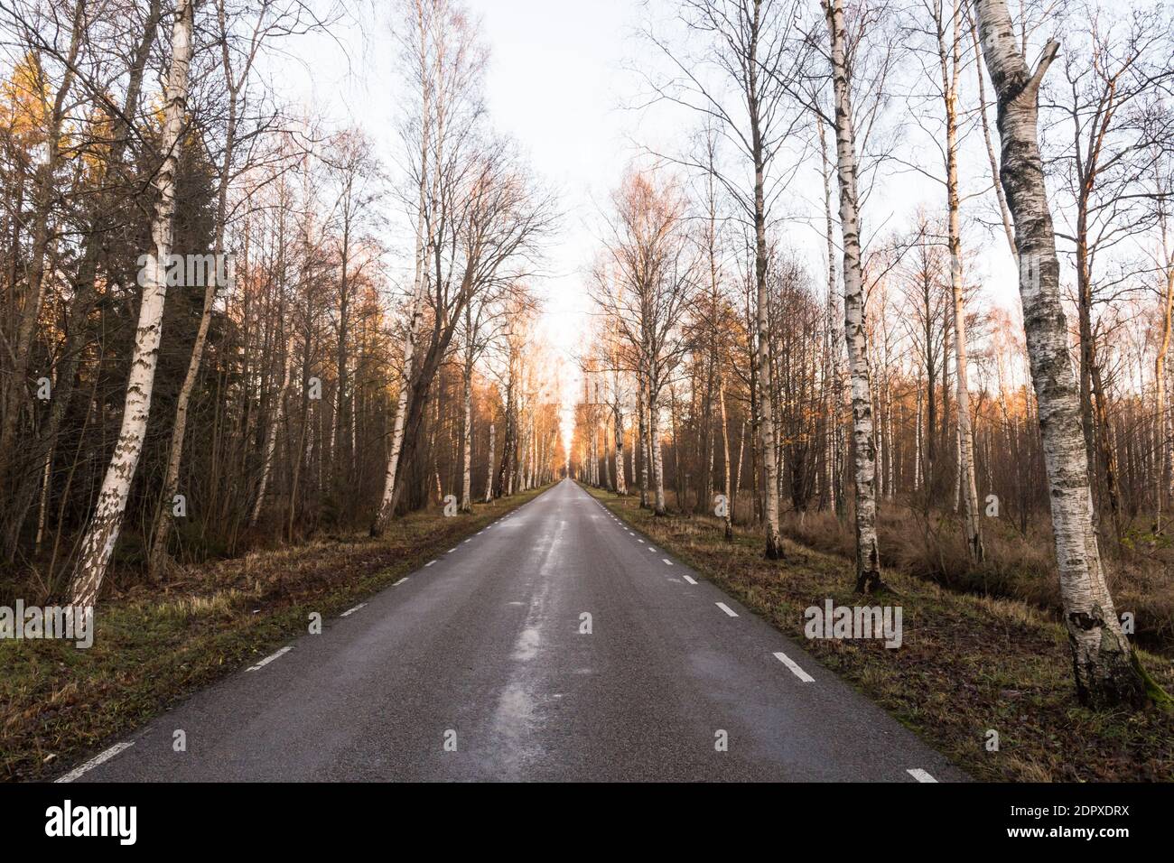 Vicolo dell'albero di betulla da una strada asfaltata di paese in autunno stagione Foto Stock