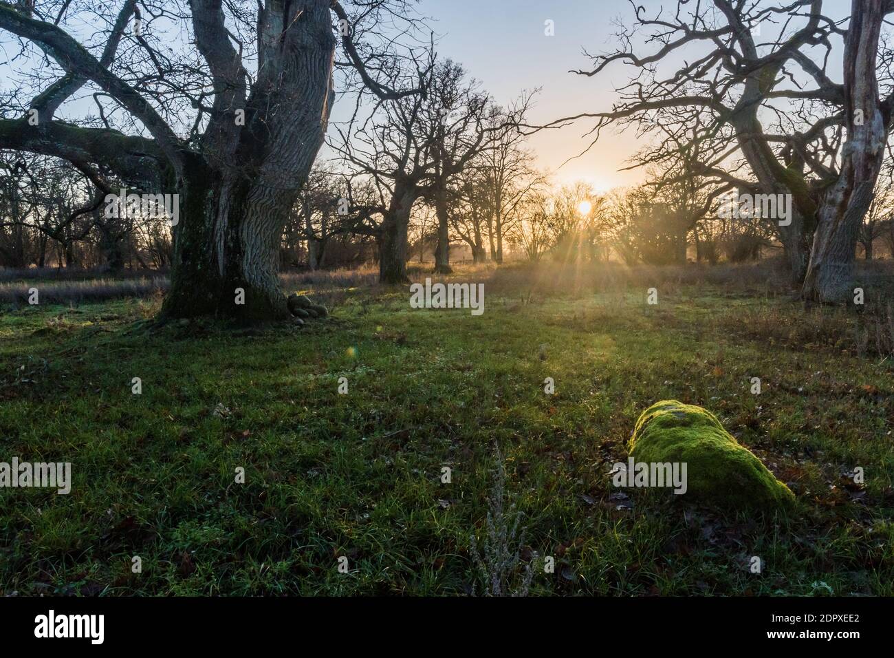 Tramonto da vecchi maestosi alberi di quercia in una riserva naturale Sull'isola svedese Oland Foto Stock