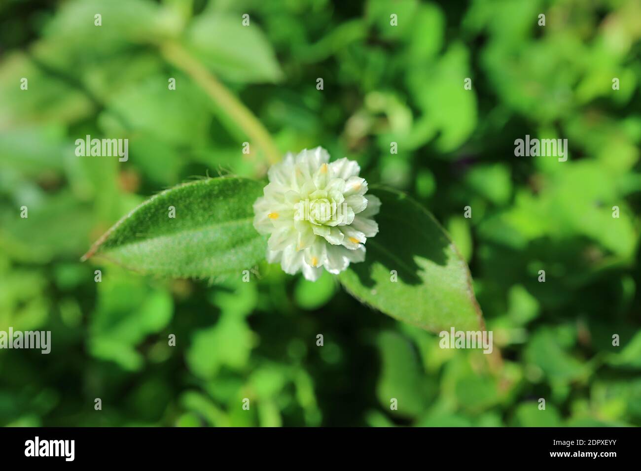 Closeup un bianco Globe Amaranth fiore alla luce del sole Foto Stock