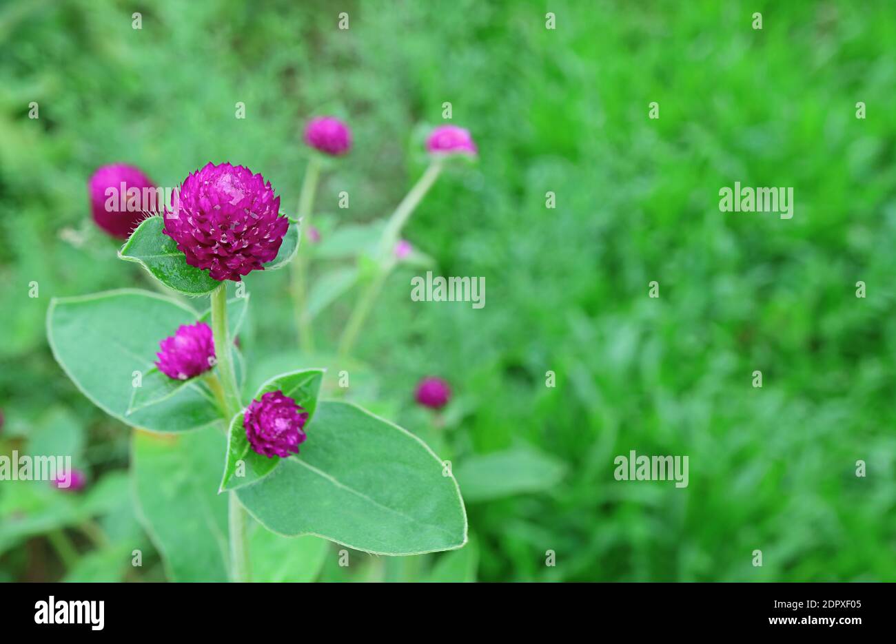 Vivid Magenta Globe Amaranth Fiori nel vivace campo verde Foto Stock