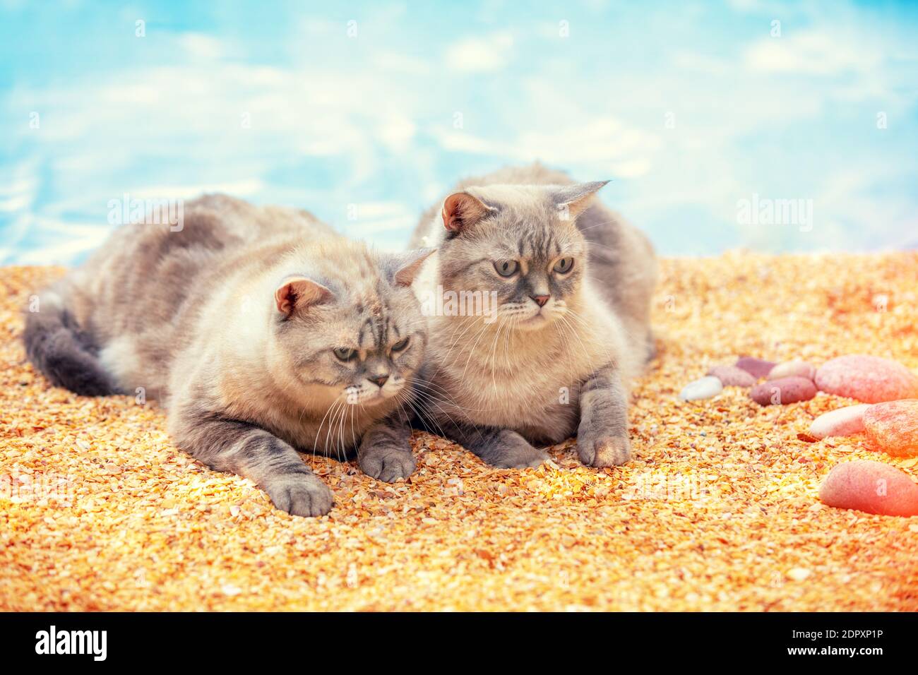 Due gatti siamesi che prendono il sole sulla spiaggia Foto Stock