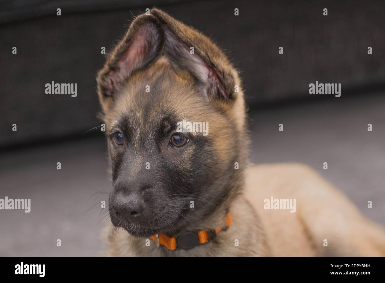 Pastore belga cucciolo Foto Stock