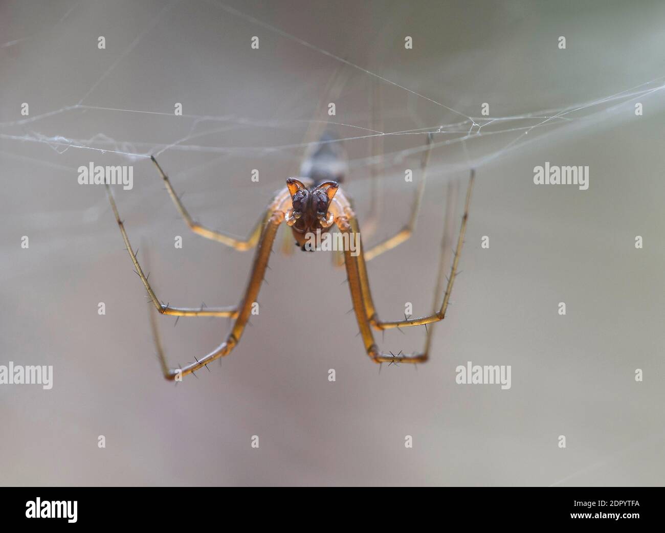 Vista frontale di un maschio del ragno comune a baldacchino (Linyphia triangularis), Wallis, Svizzera Foto Stock