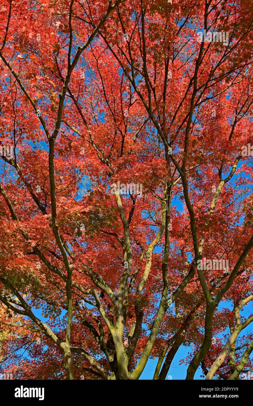 Acero giapponese liscio (Acer palmatum), vista sulla cima dell'albero con  foglie rosse d'autunno, cielo blu, Nord Reno-Westfalia, Germania Foto stock  - Alamy
