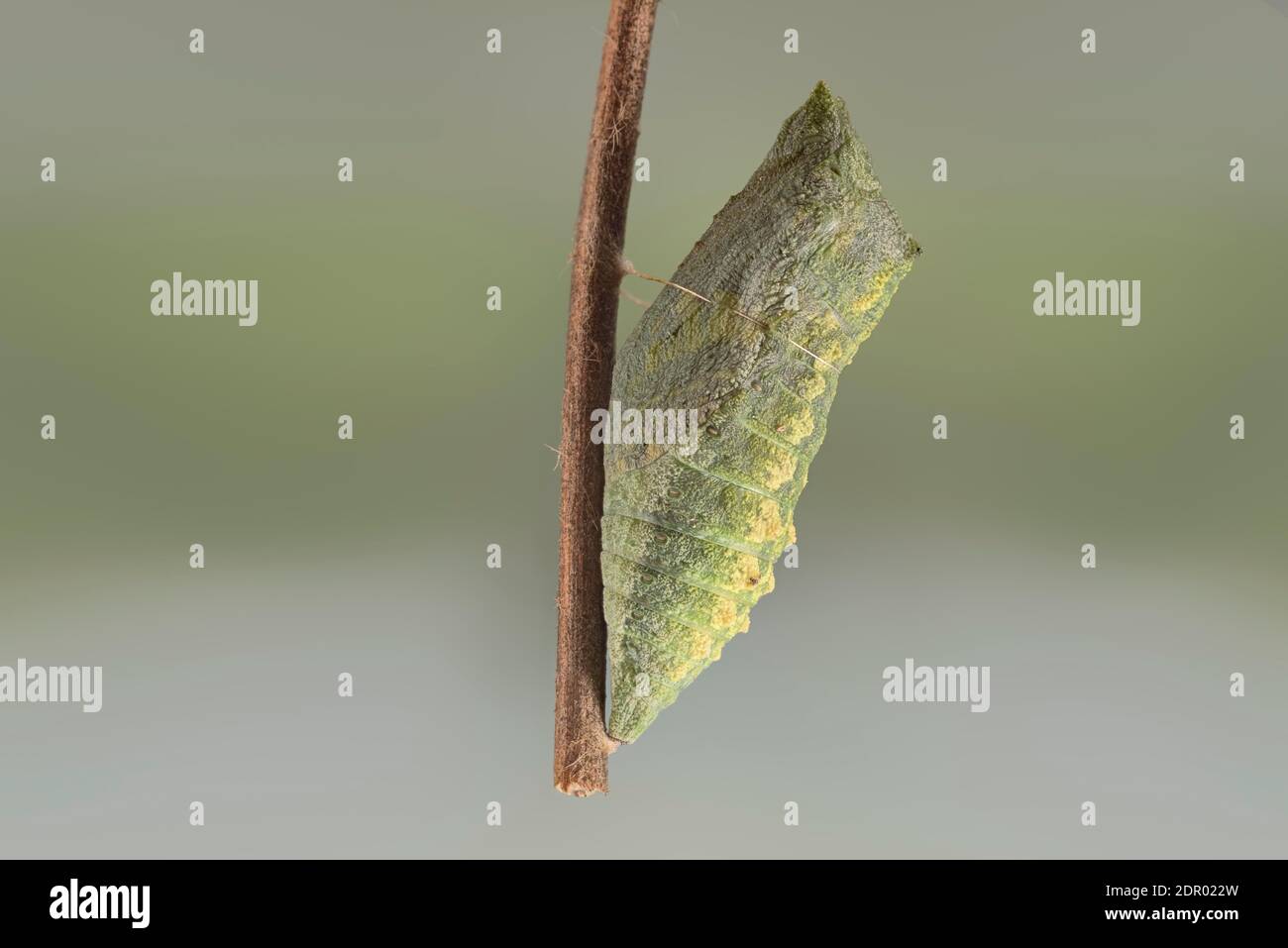 Coda di rondine (Papilio machaon), pupazione appesa al ramo, Germania Foto Stock