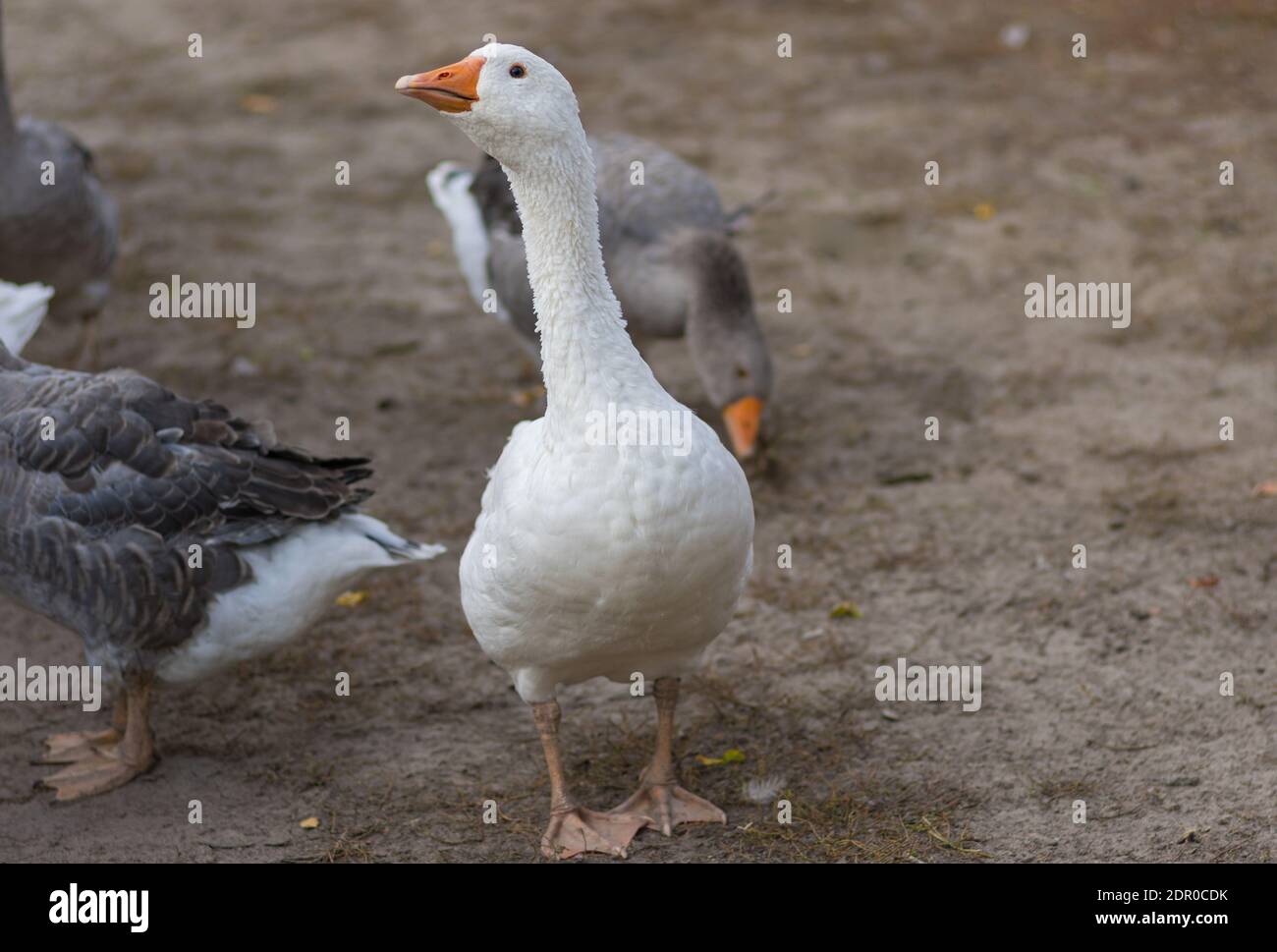 Ritratto esterno di grande oca bianca domestica in piedi con avviso guarda sulla terra della fattoria nella stagione autunnale Foto Stock