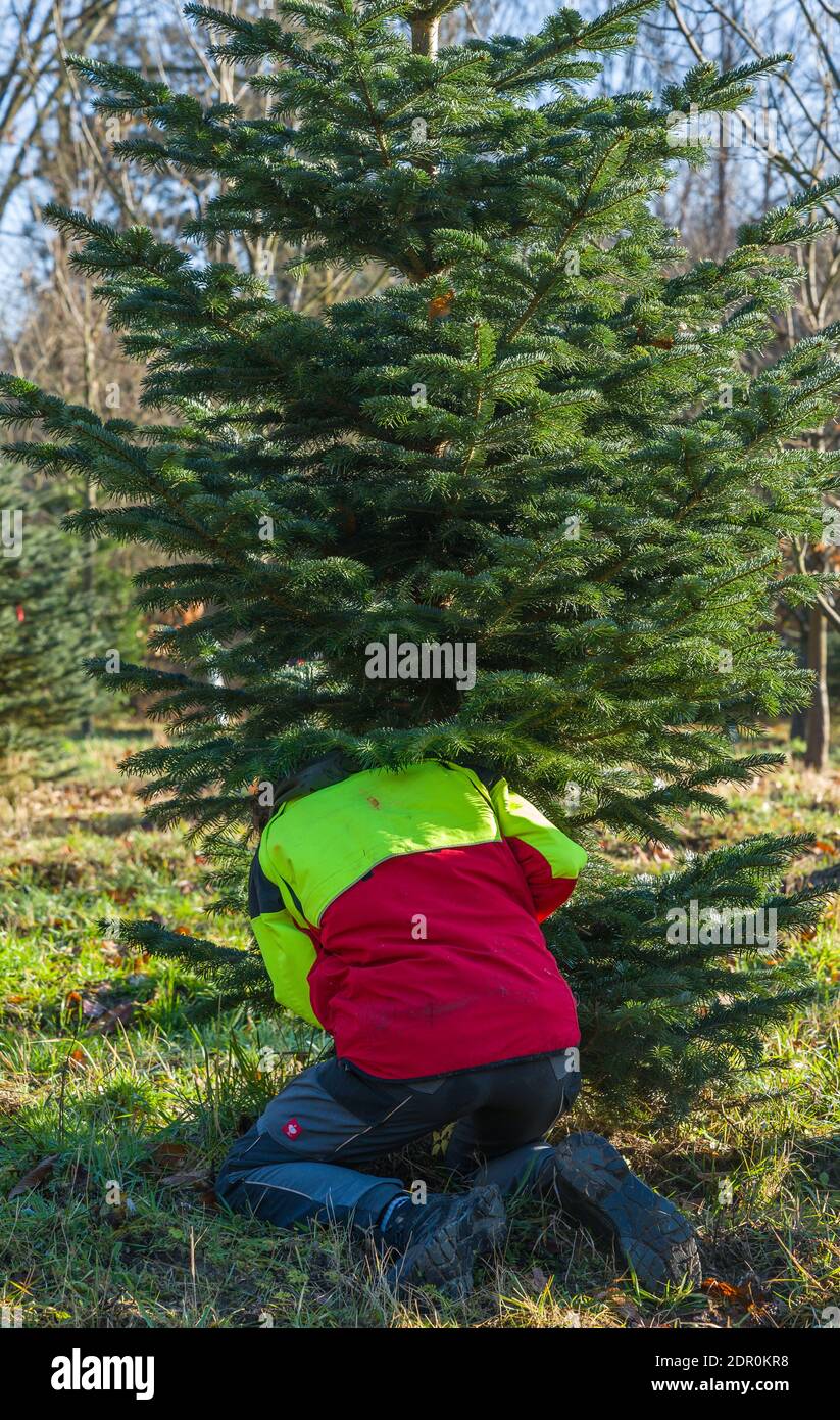 Sauen, Germania. 19 dicembre 2020. Un dipendente della August Bier Foundation segatura un albero di Natale in una foresta. Qui gli alberi di Natale non sono in una piantagione, ma fanno parte di una foresta naturale. Credit: Patrick Pleul/dpa-Zentralbild/ZB/dpa/Alamy Live News Foto Stock