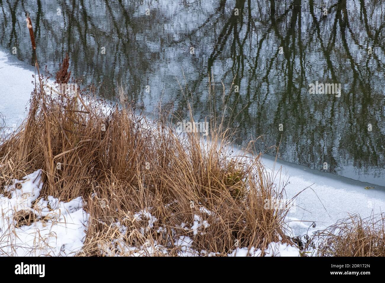 Erba secca e alta sulla riva di un fiume coperto di neve e ghiaccio e il riflesso degli alberi in acqua in un giorno d'autunno. Foto Stock