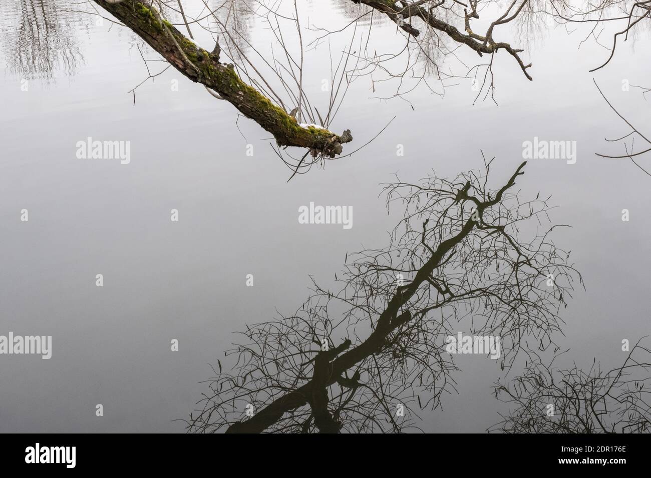 Rami di albero Crooked in muschio e licheni e la loro riflessione in acqua ferma in un giorno di autunno. Foto Stock