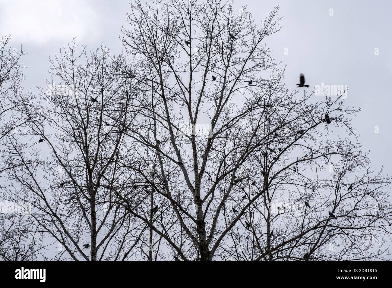 Un grande gregge di corvi sui rami di alberi alti contro un cielo nuvoloso in un giorno d'autunno. Foto Stock