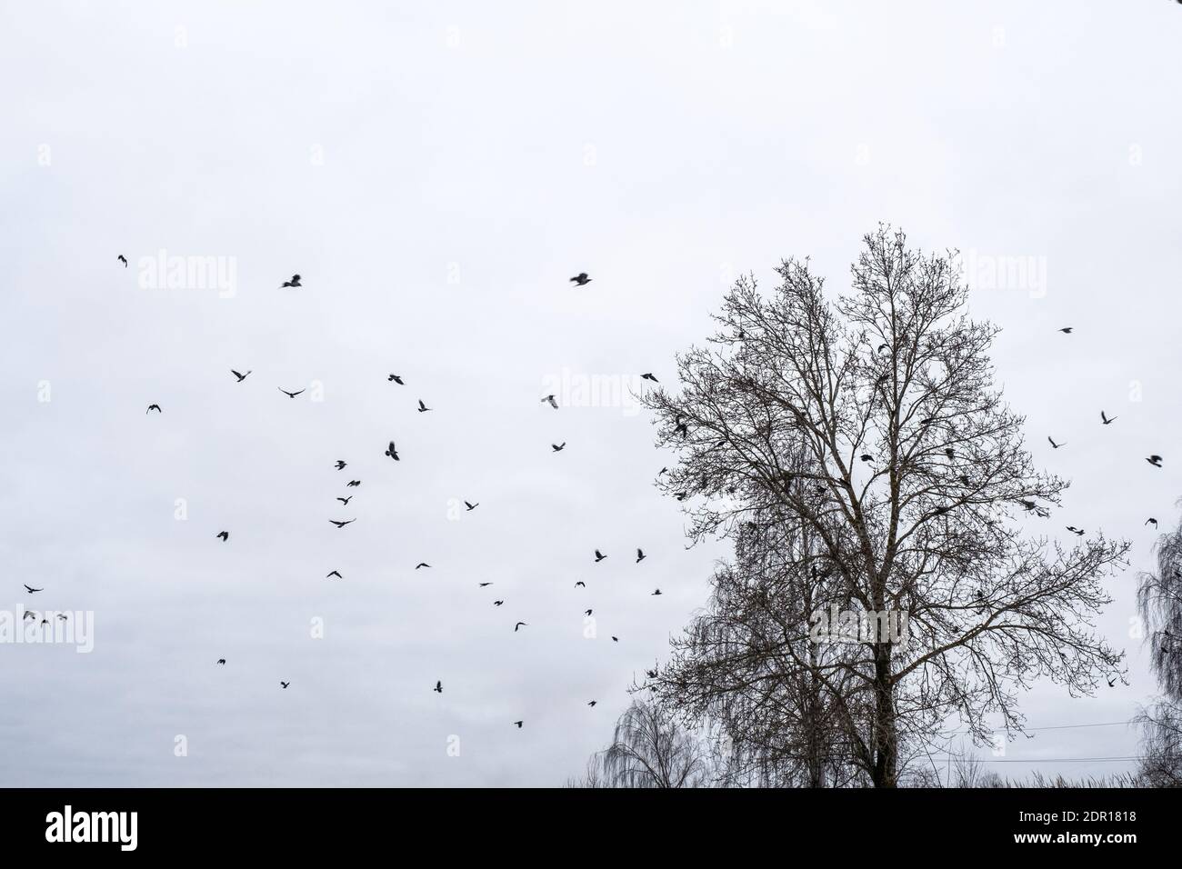 Un grande gregge di corvi sui rami di alberi alti contro un cielo nuvoloso in un giorno d'autunno. Foto Stock