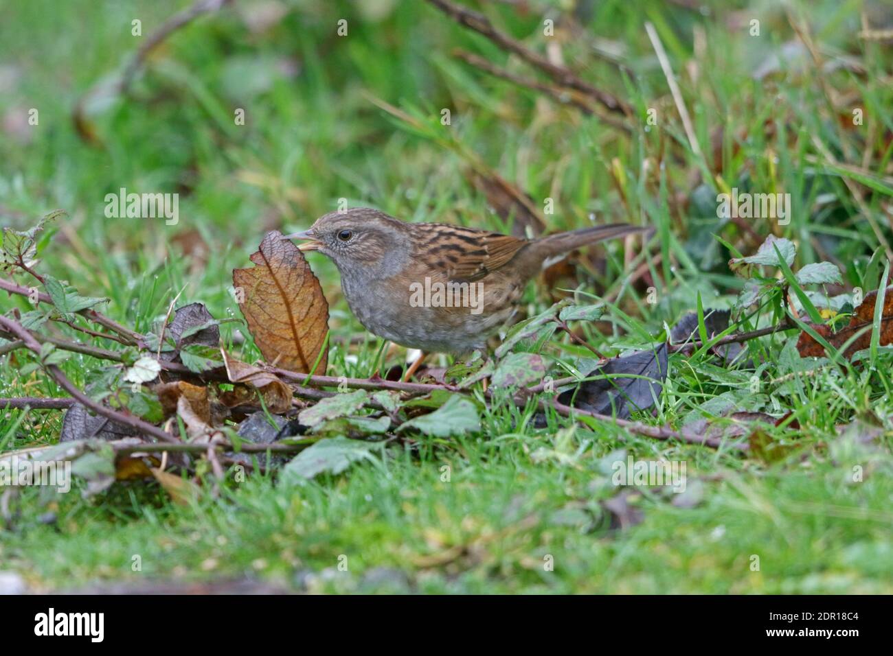 Dunnock o Hedge Sparrow ha preso in Devon UK Foto Stock
