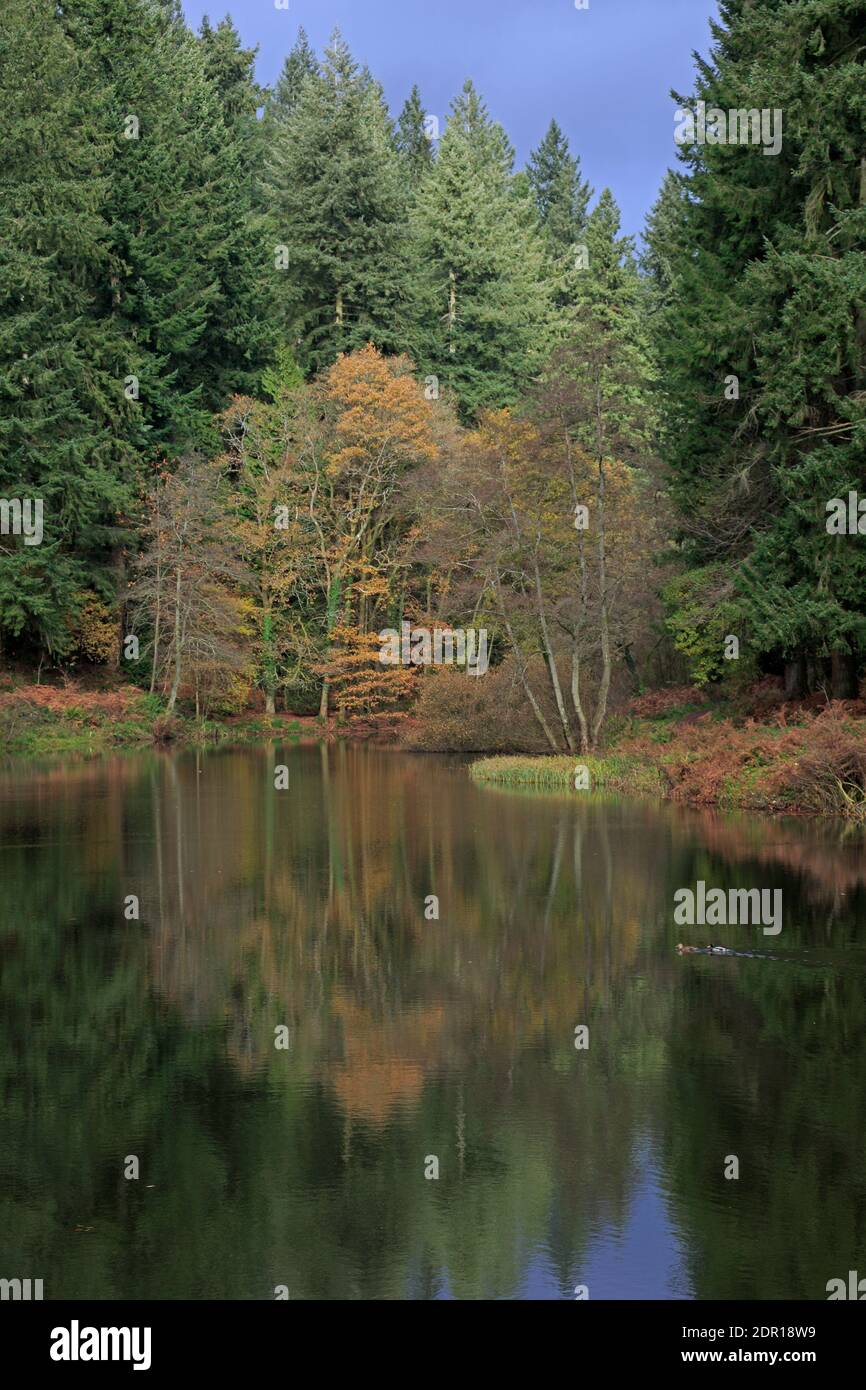 Colori autunnali a Soudley Ponds nella Foresta di Dean REGNO UNITO Foto Stock