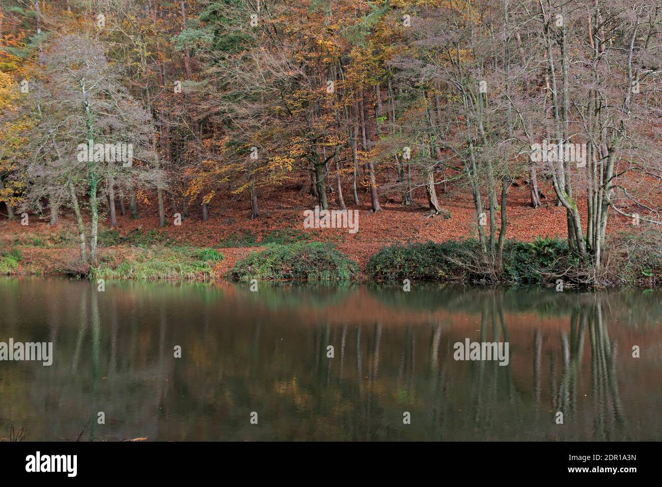 Colori autunnali a Soudley Ponds nella Foresta di Dean REGNO UNITO Foto Stock