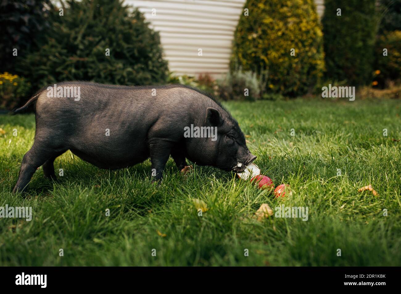 Il maiale nero mangia le mele sull'erba in giardino Foto Stock