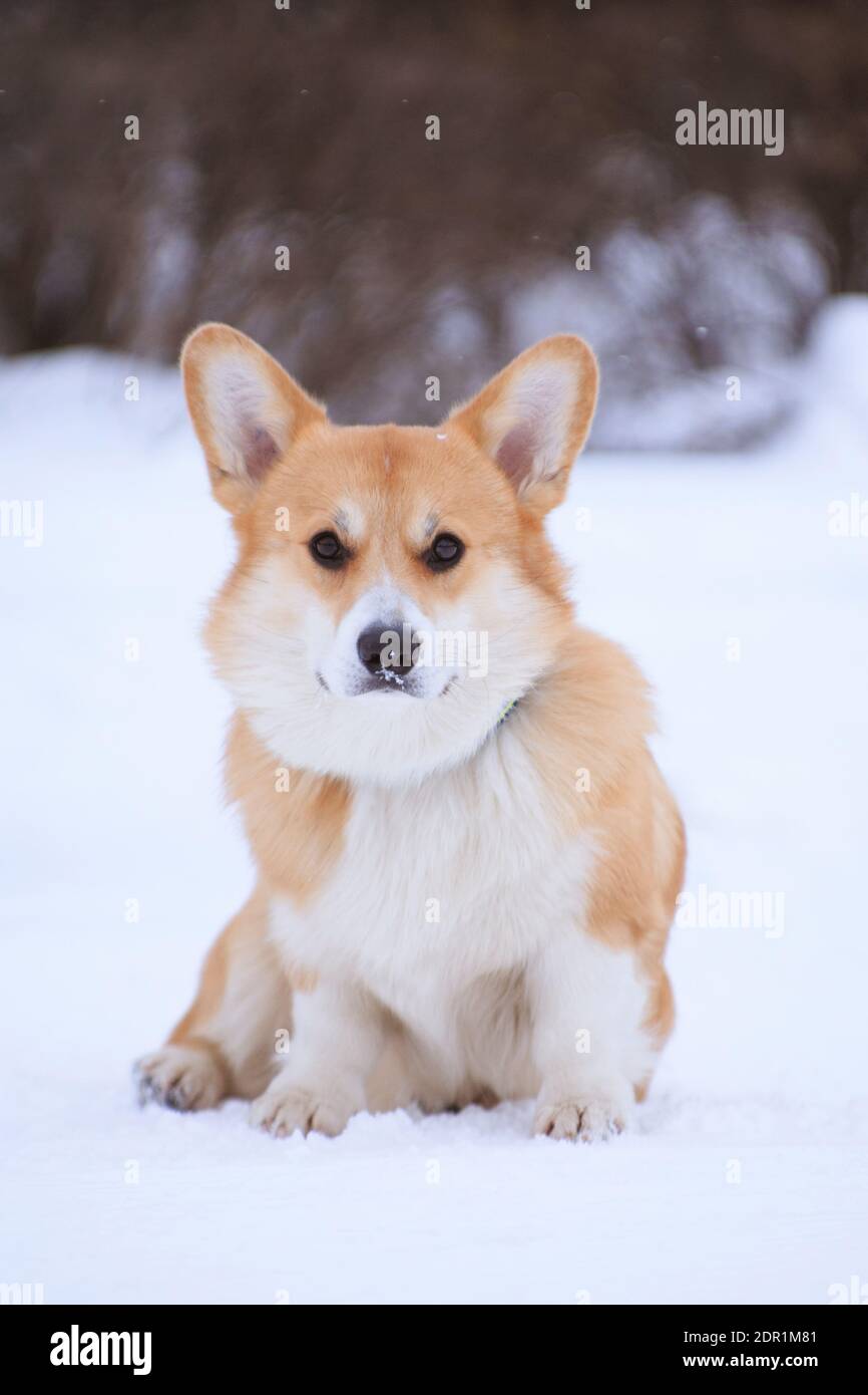 Il cane rosso gallese Corgi Pembroke si siede in inverno la neve nel parco Foto Stock