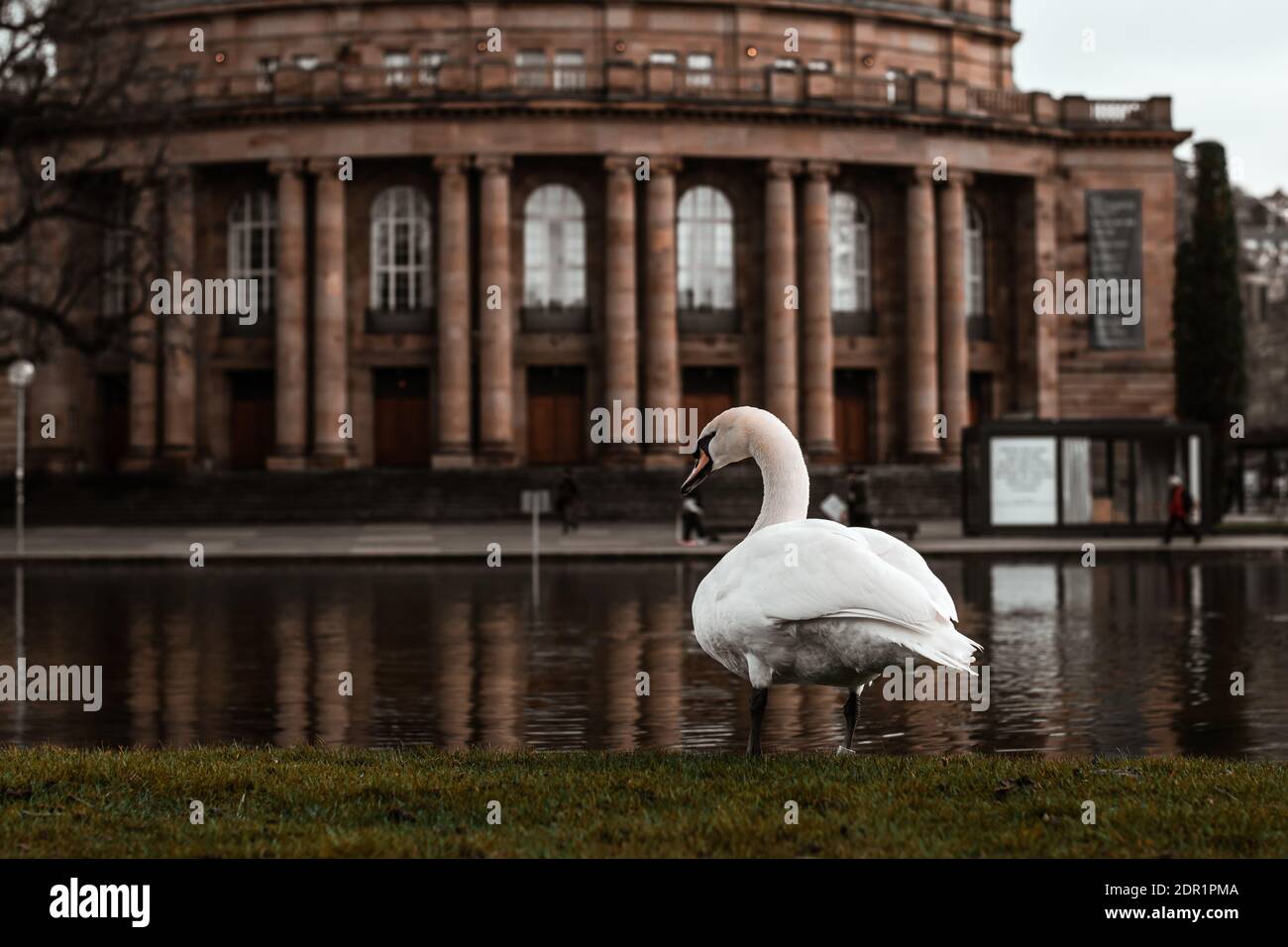 Cigno bianco a Stoccarda, Castello nuovo (Neues Schloss) sullo sfondo Staatsoper Stuttgart (Opera di Stato) Foto Stock