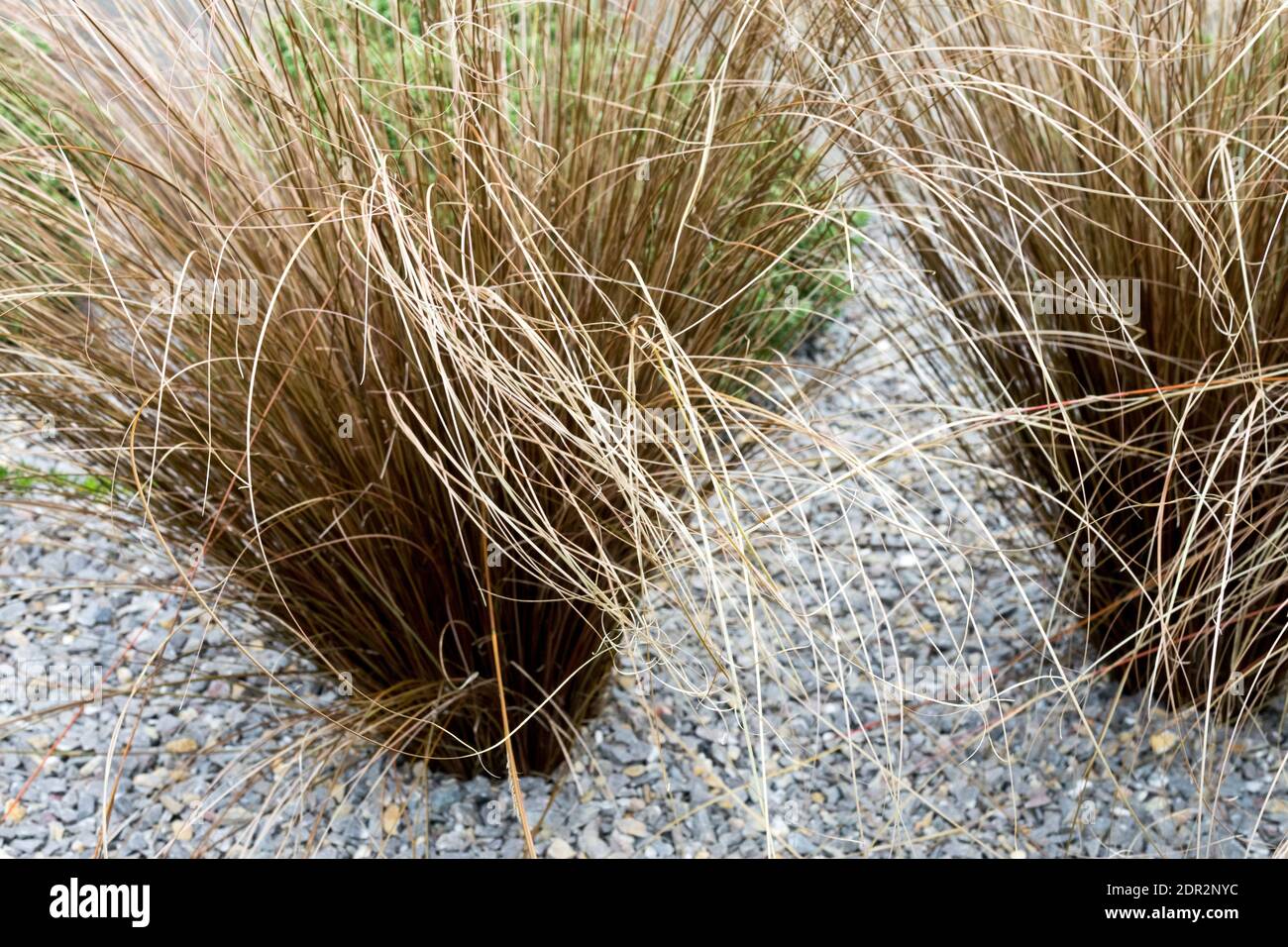 Gravel Garden design, erbe ornamentali Carex buchananii 'Red Rooster' Foto Stock