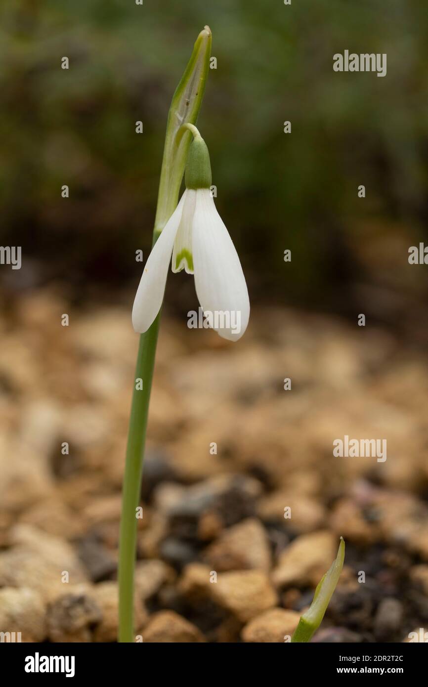 Galanthus Reginae-Olgae delicatamente fiorire in un ambiente giardino, colore autunno (autunno) Foto Stock