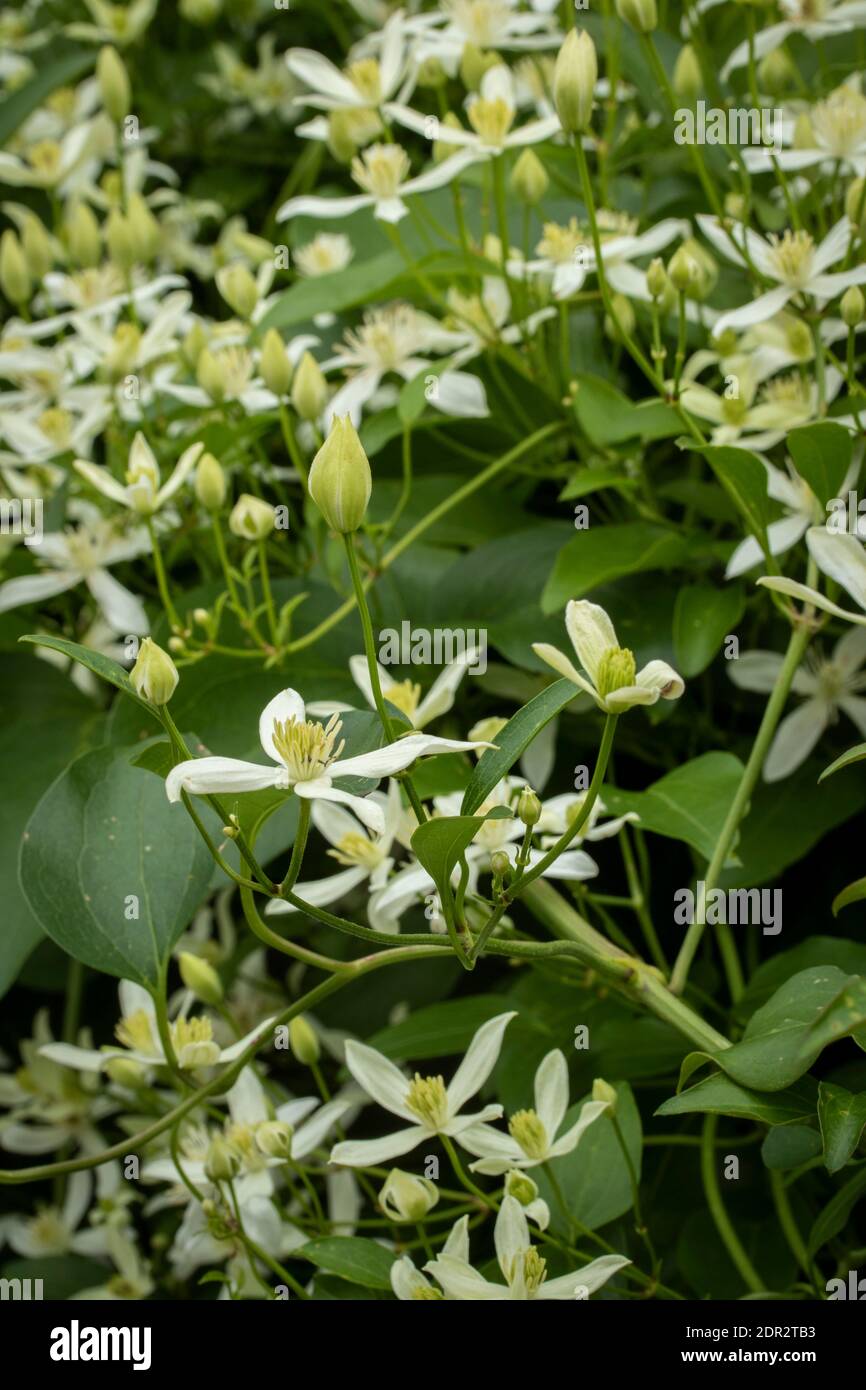 Clematis Terniflora fioritura in massa nel tardo autunno, giardino naturale pianta ritratto Foto Stock