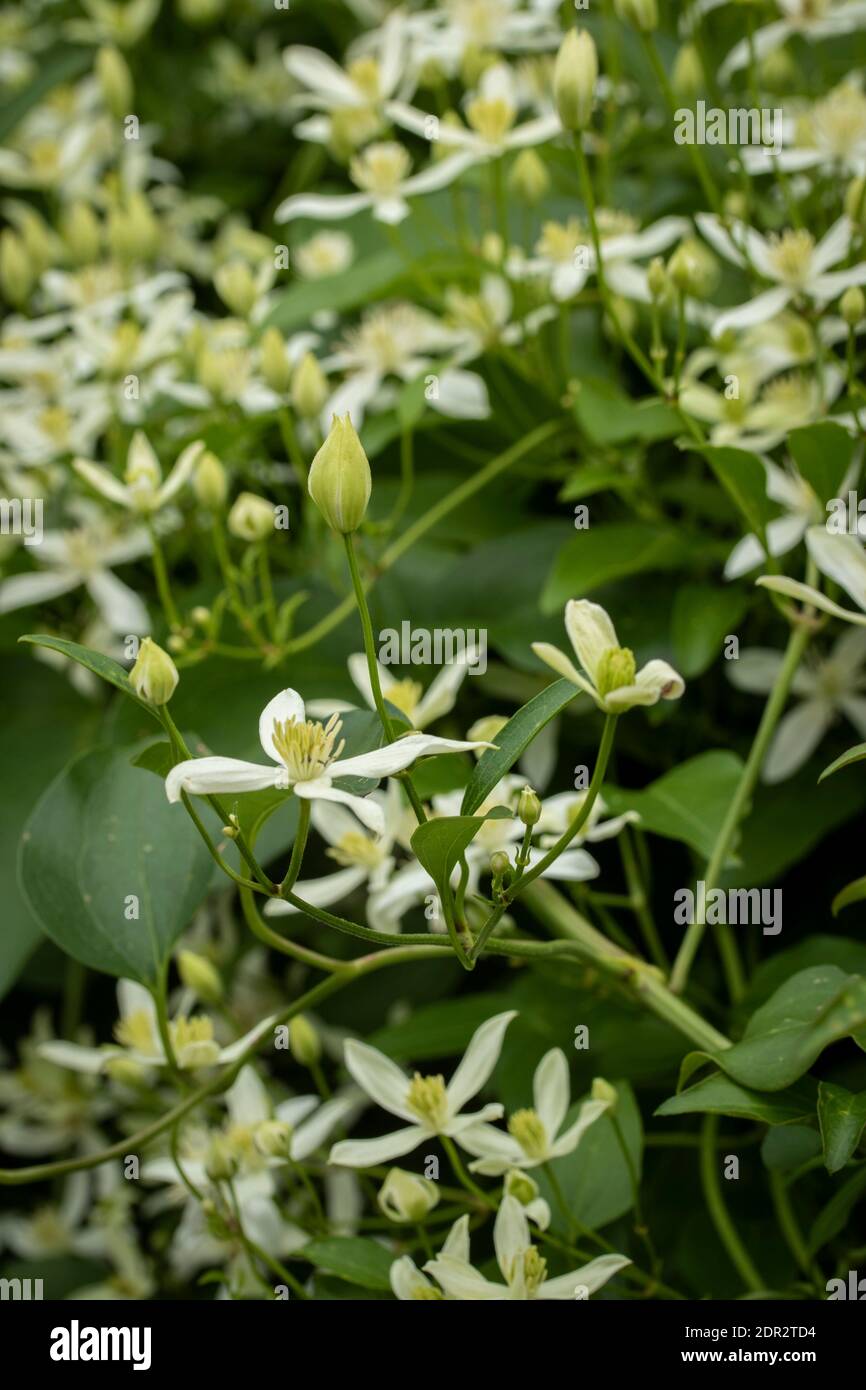 Clematis Terniflora fioritura in massa nel tardo autunno, giardino naturale pianta ritratto Foto Stock