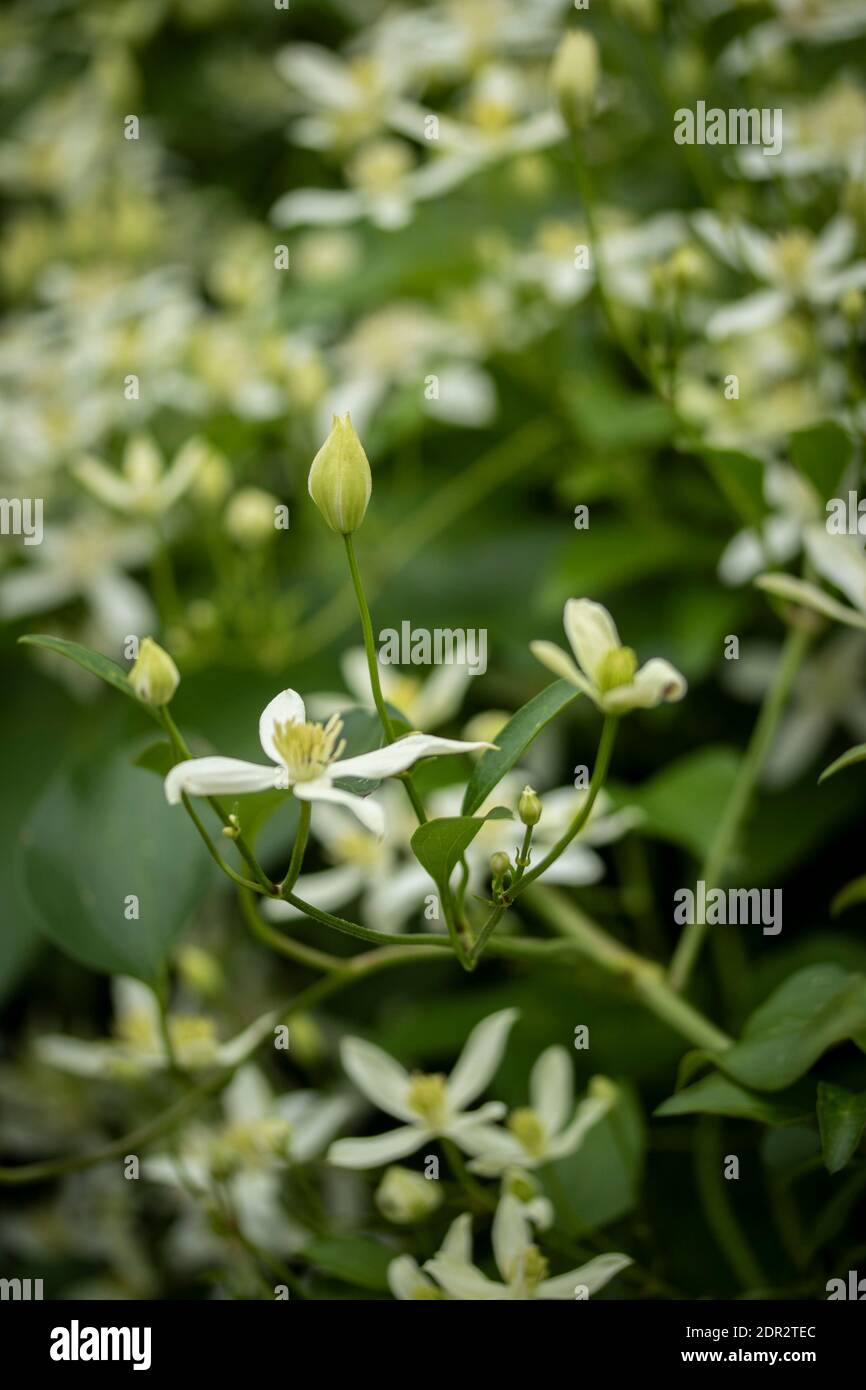 Clematis Terniflora fioritura in massa nel tardo autunno, giardino naturale pianta ritratto Foto Stock