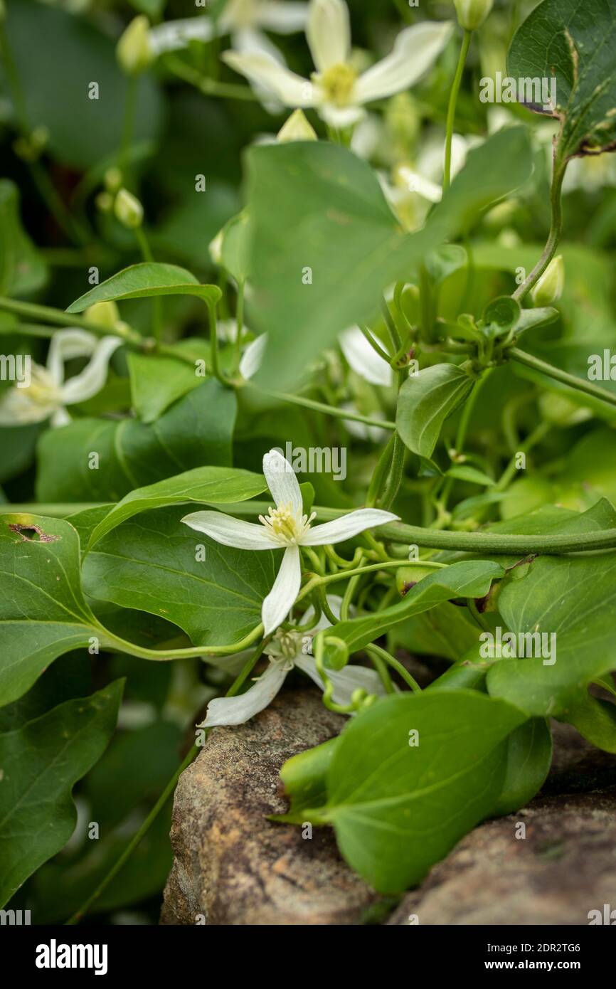 Clematis Terniflora fioritura in massa nel tardo autunno, giardino naturale pianta ritratto Foto Stock