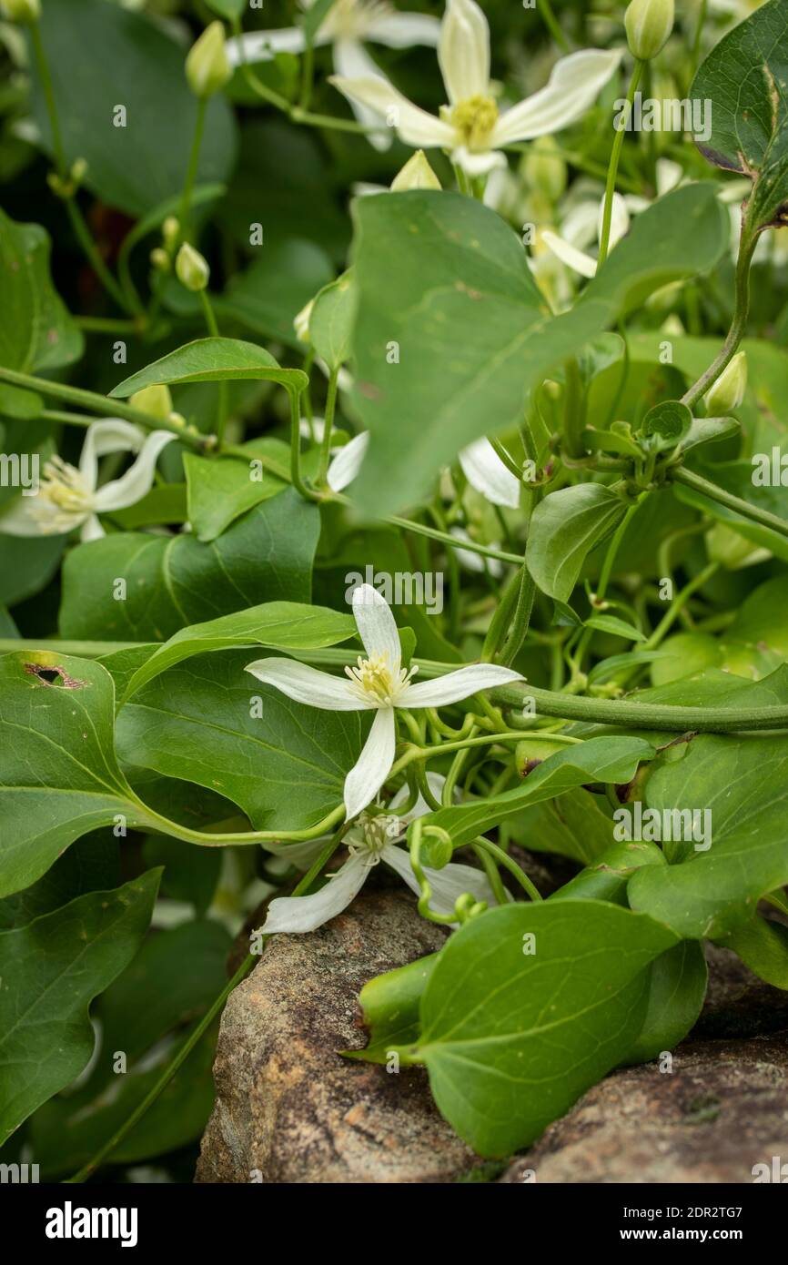Clematis Terniflora fioritura in massa nel tardo autunno, giardino naturale pianta ritratto Foto Stock