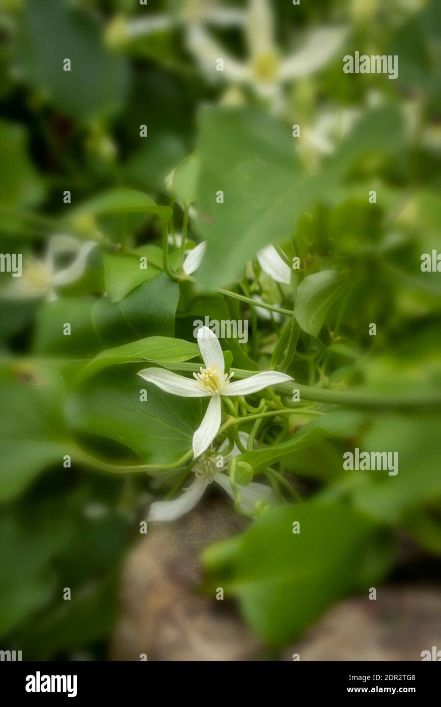 Clematis Terniflora fioritura in massa nel tardo autunno, giardino naturale pianta ritratto Foto Stock