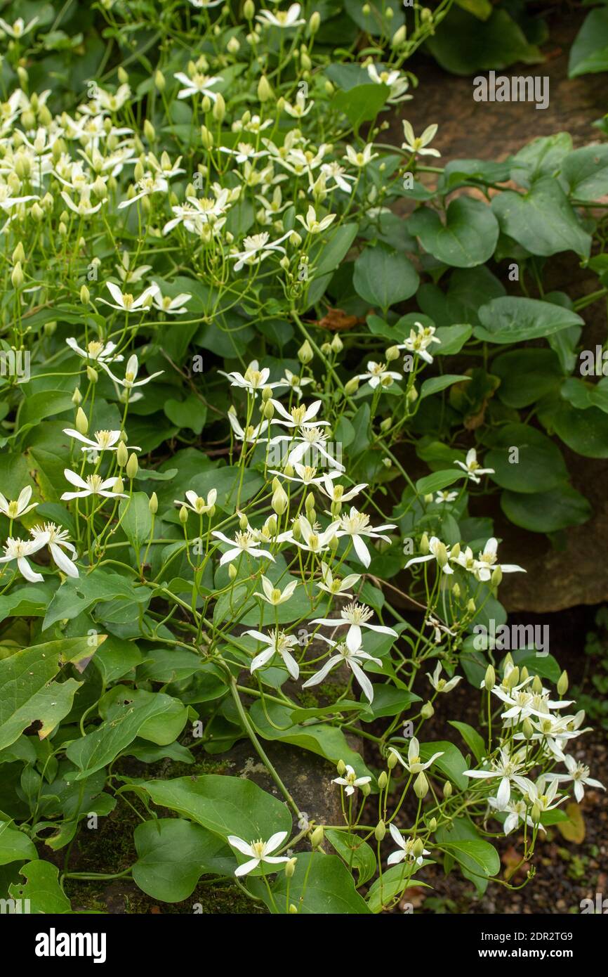 Clematis Terniflora fioritura in massa nel tardo autunno, giardino naturale pianta ritratto Foto Stock