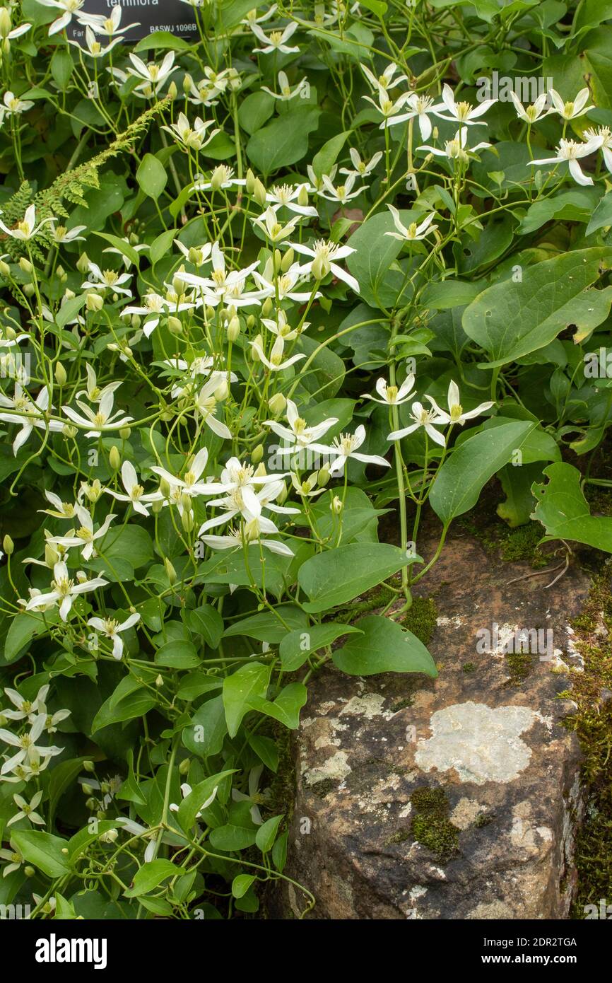 Clematis Terniflora fioritura in massa nel tardo autunno, giardino naturale pianta ritratto Foto Stock
