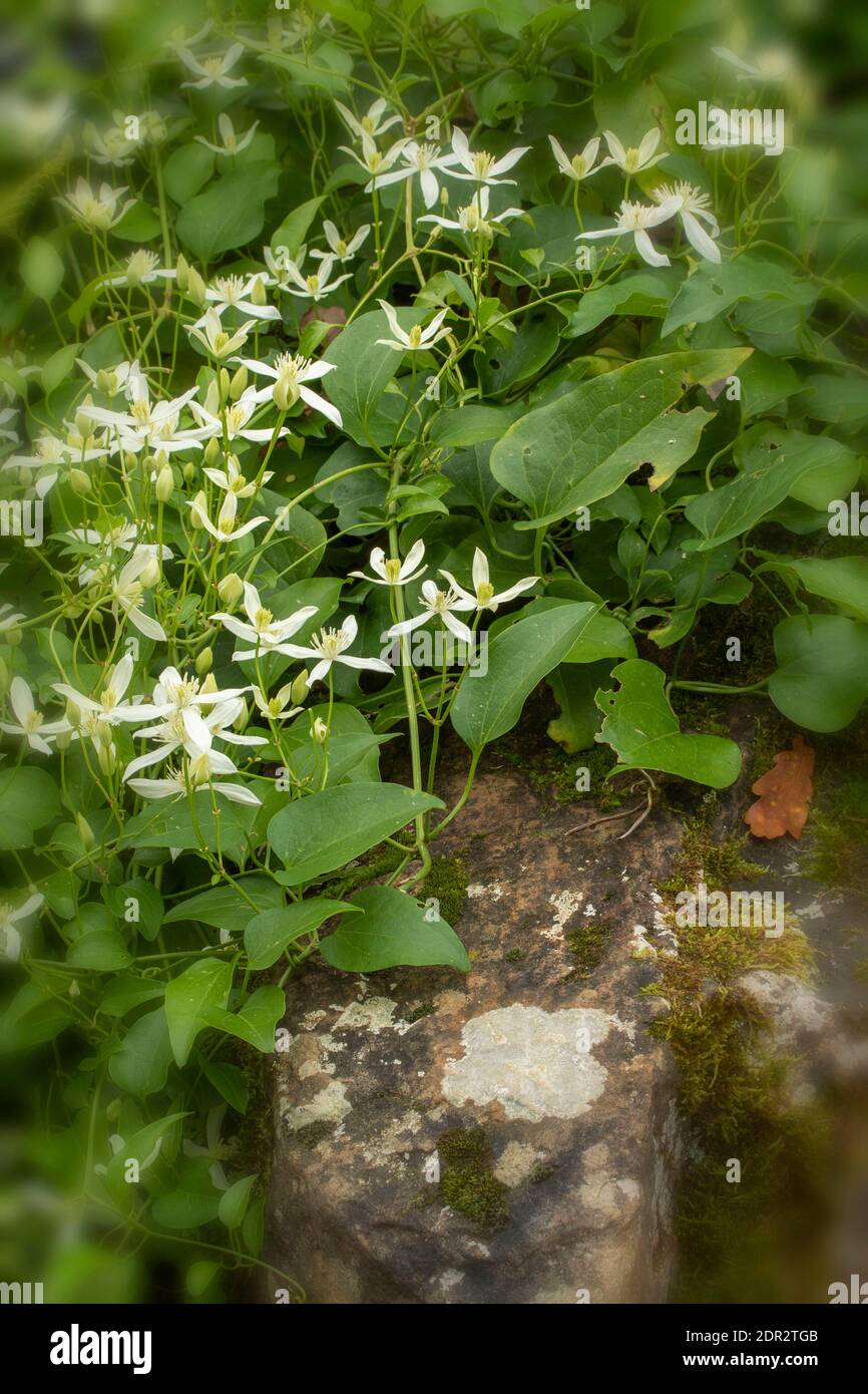 Clematis Terniflora fioritura in massa nel tardo autunno, giardino naturale pianta ritratto Foto Stock